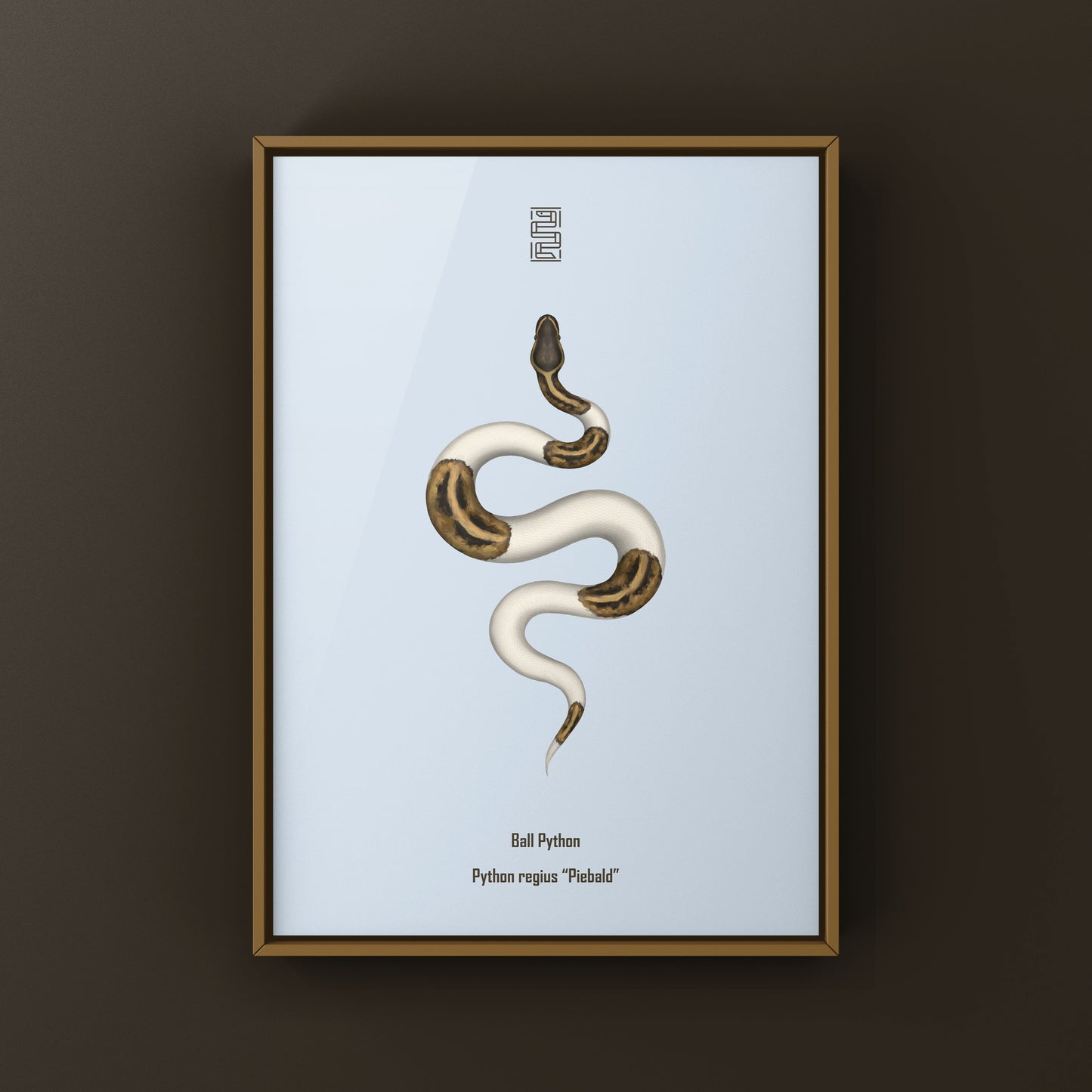 Pied Ball Python Art Print from The Silk Ranch