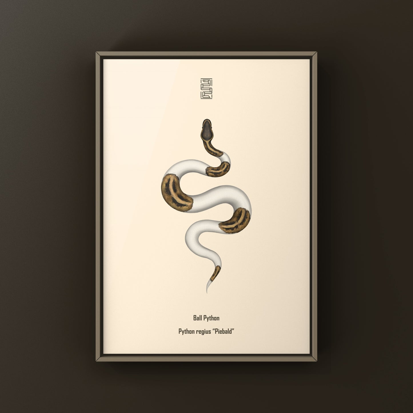 Pied Ball Python Art Print from The Silk Ranch