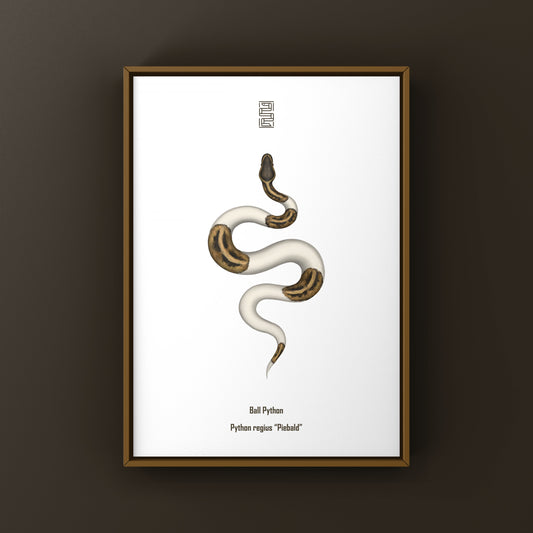 Pied Ball Python Art Print from The Silk Ranch