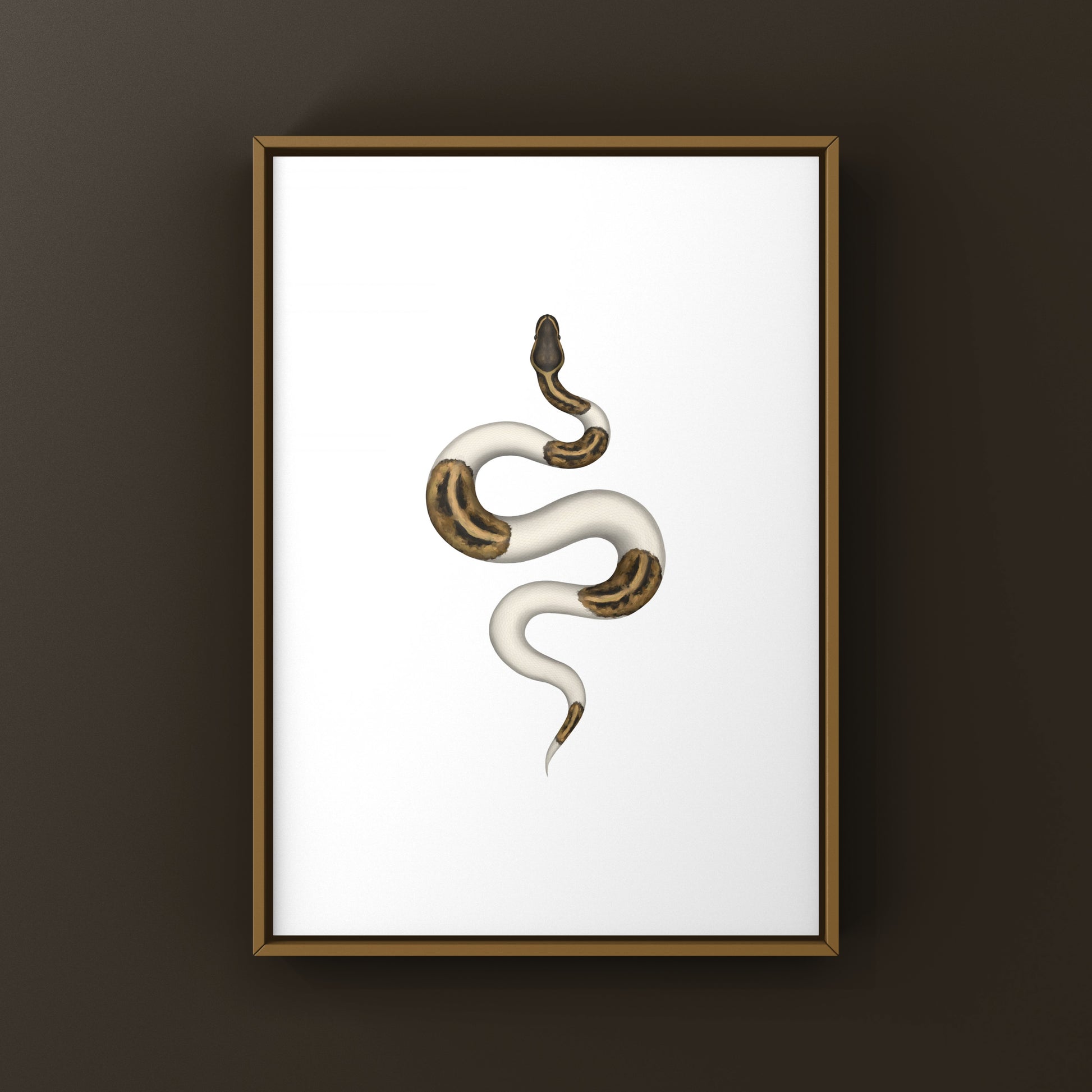 Pied Ball Python Art Print from The Silk Ranch