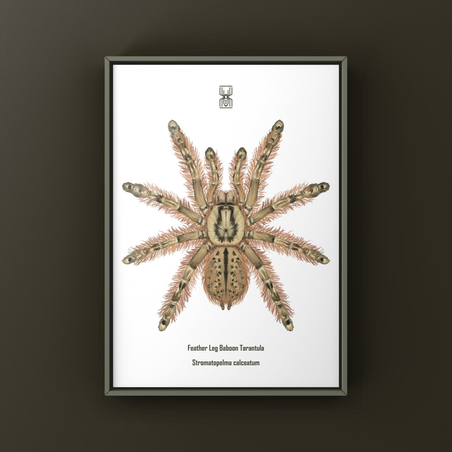Feather Leg Baboon Tarantula (Stromatopelma calceatum) Photographic Art Print from The Silk Ranch