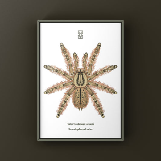 Feather Leg Baboon Tarantula (Stromatopelma calceatum) Photographic Art Print from The Silk Ranch