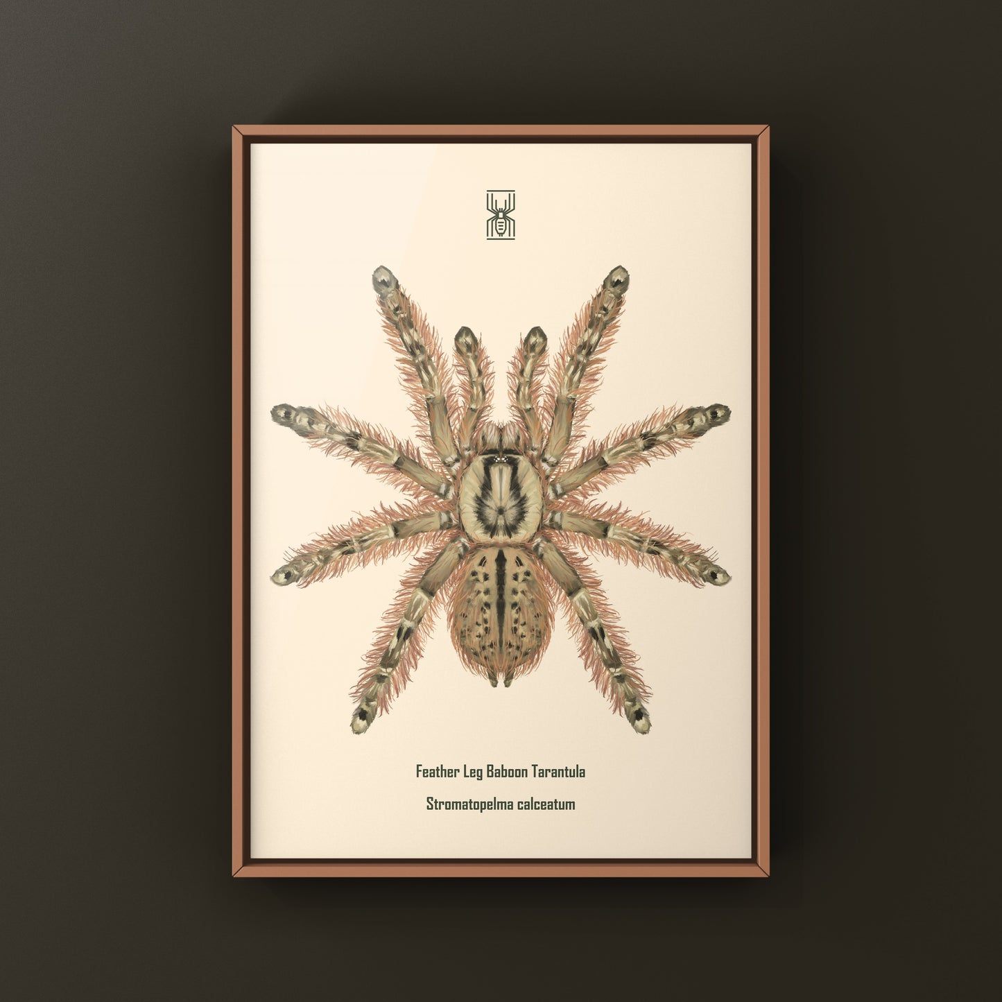 Feather Leg Baboon Tarantula (Stromatopelma calceatum) Photographic Art Print from The Silk Ranch