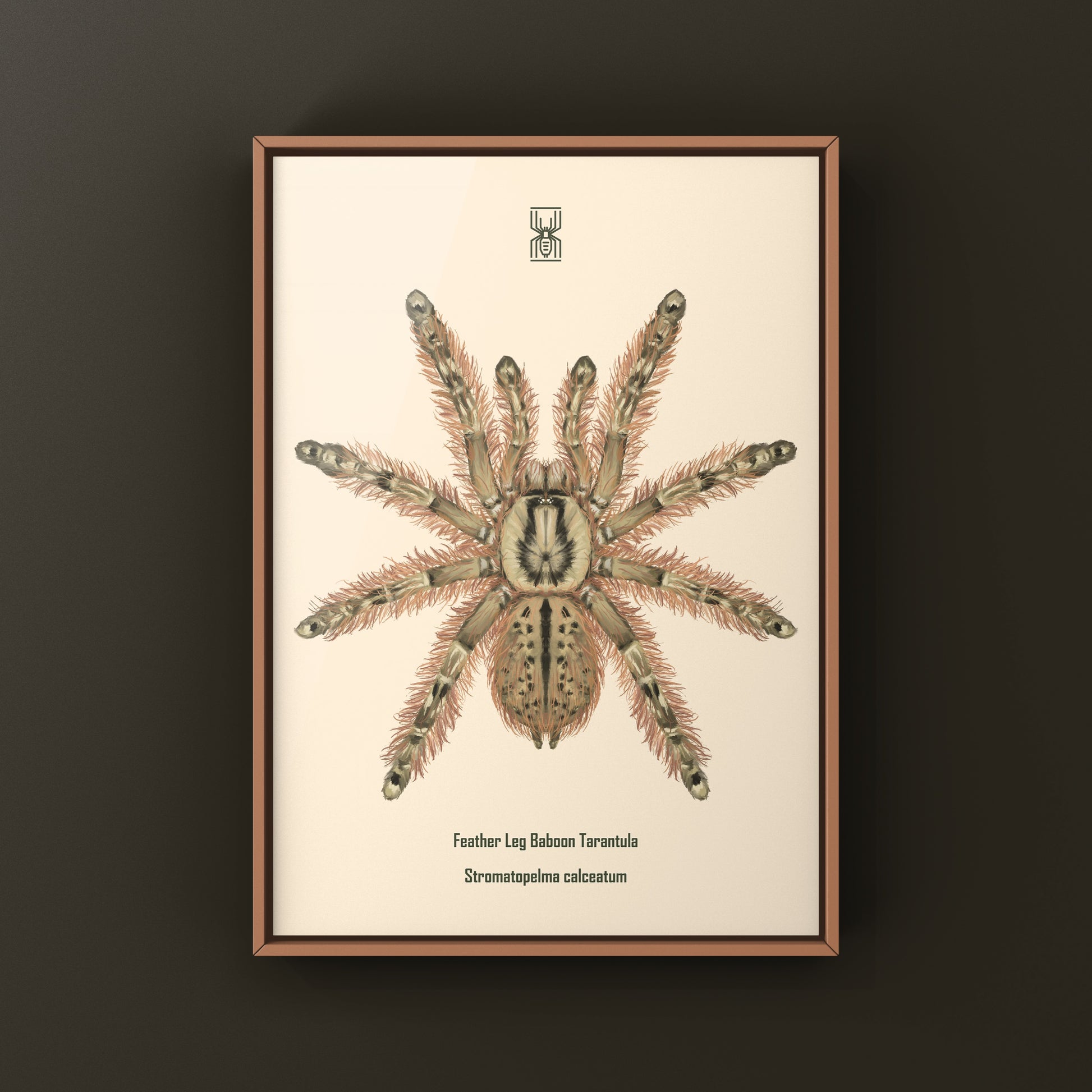 Feather Leg Baboon Tarantula (Stromatopelma calceatum) Photographic Art Print from The Silk Ranch