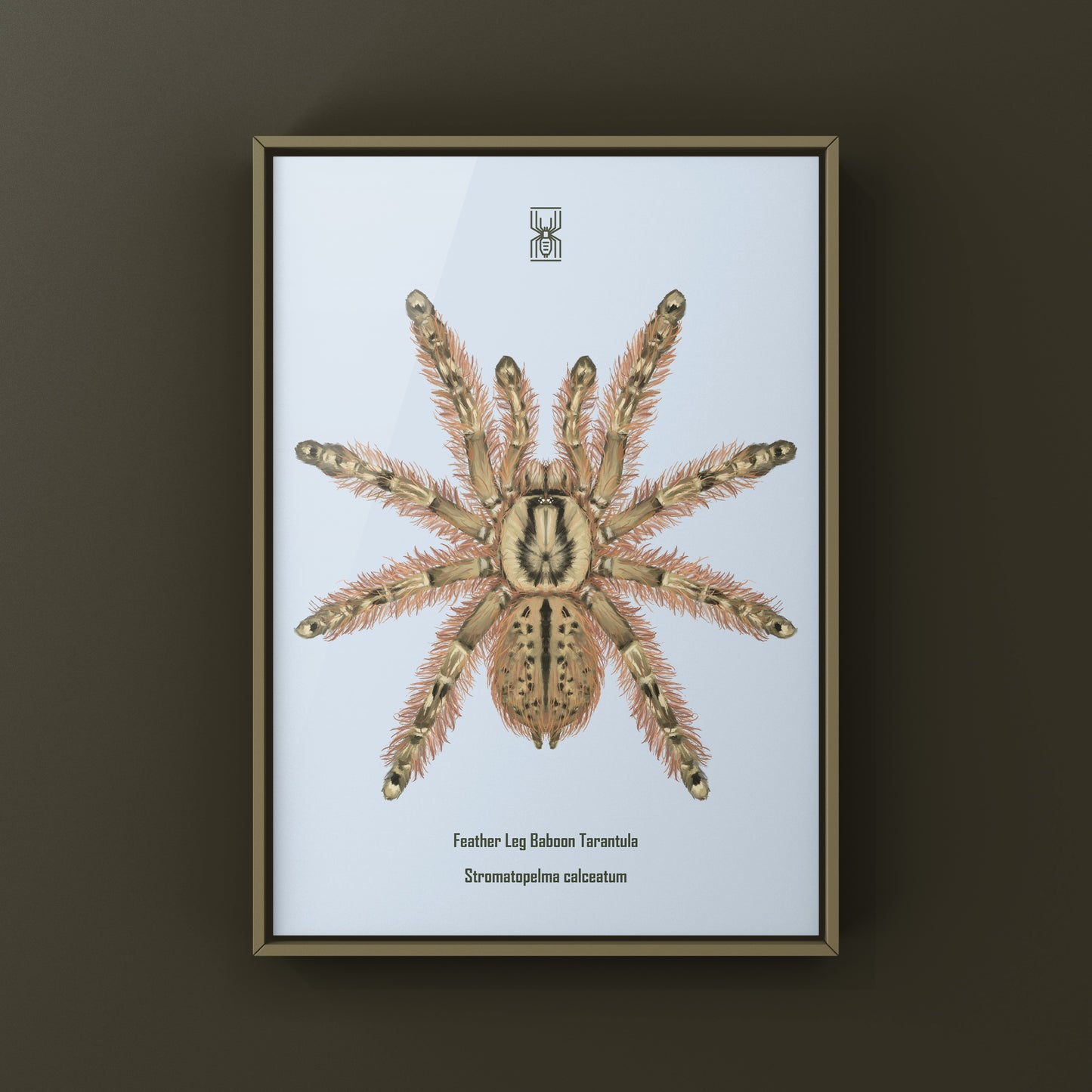 Feather Leg Baboon Tarantula (Stromatopelma calceatum) Photographic Art Print from The Silk Ranch