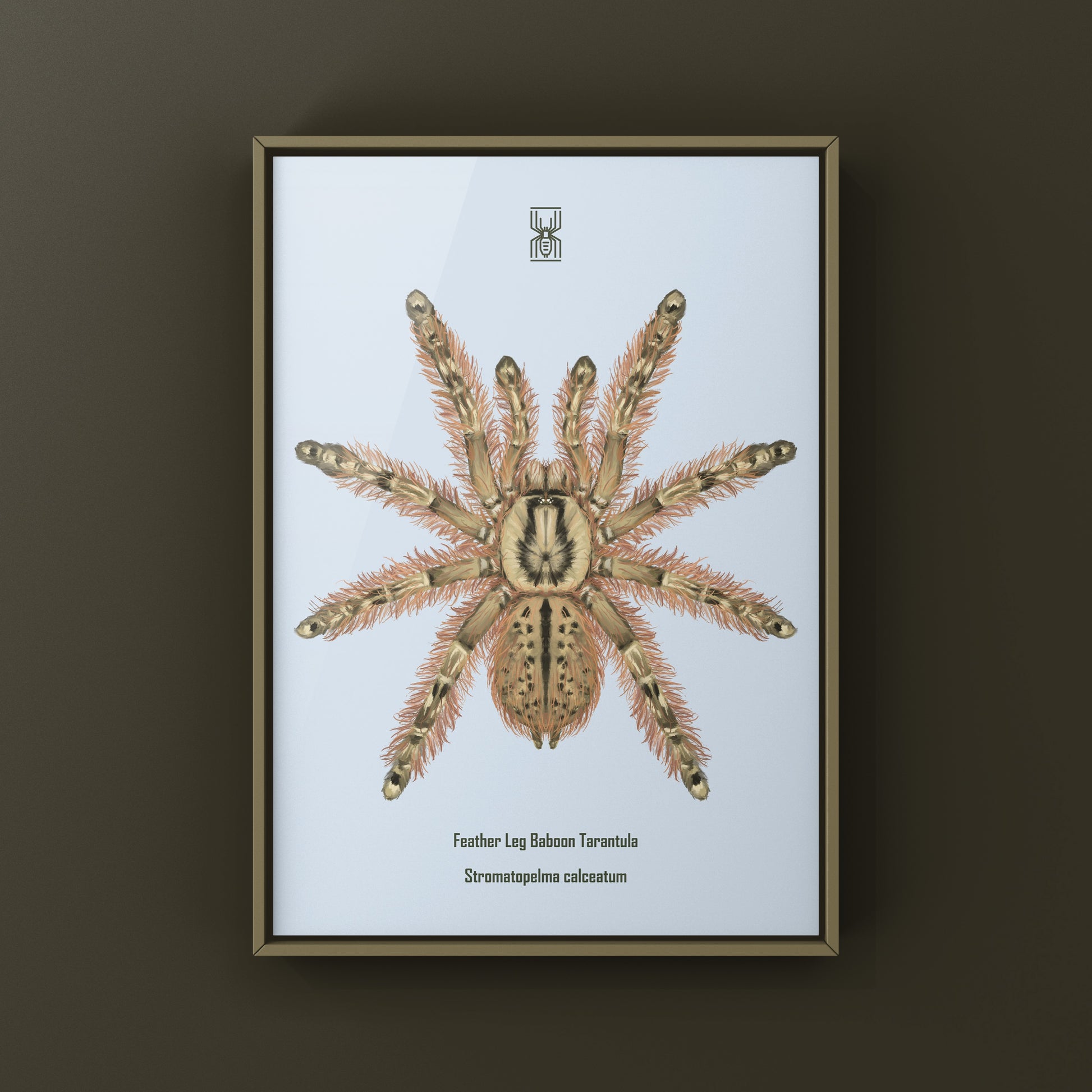 Feather Leg Baboon Tarantula (Stromatopelma calceatum) Photographic Art Print from The Silk Ranch