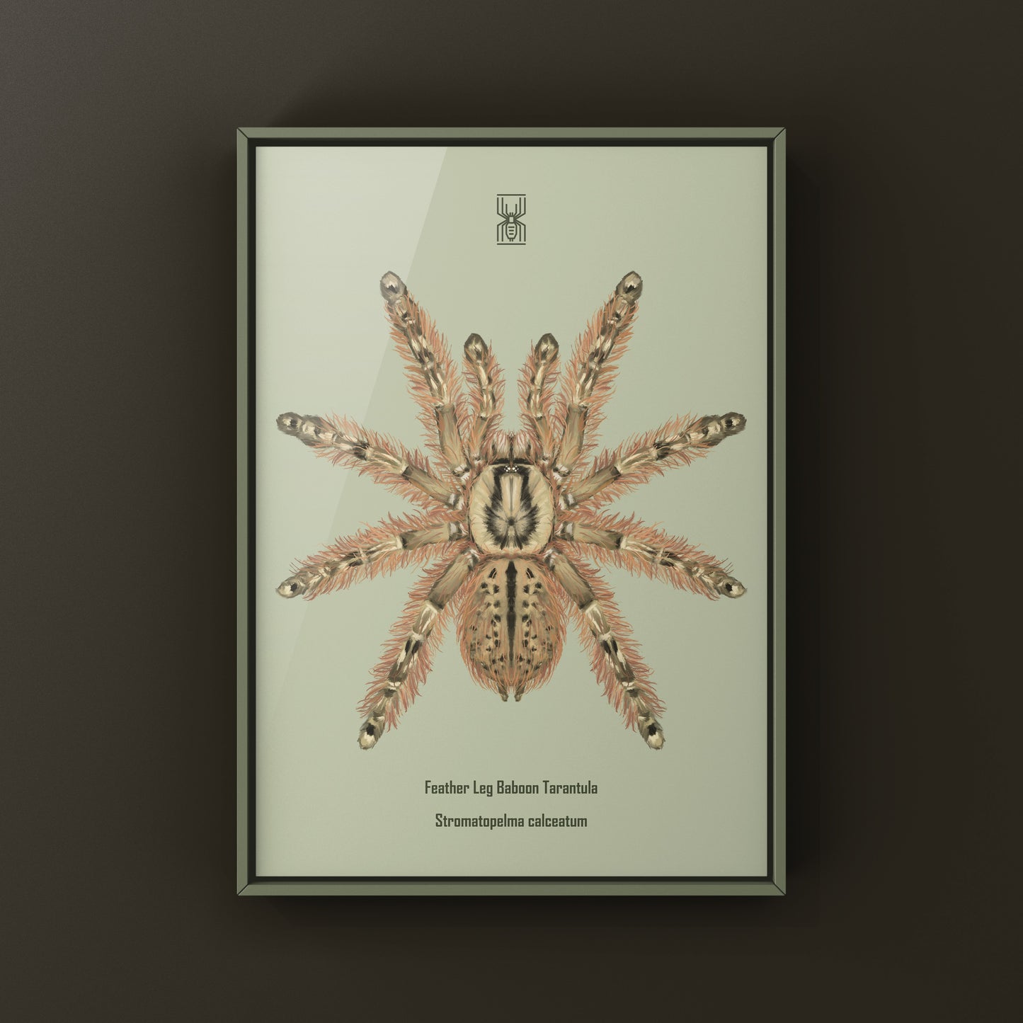 Feather Leg Baboon Tarantula (Stromatopelma calceatum) Photographic Art Print from The Silk Ranch