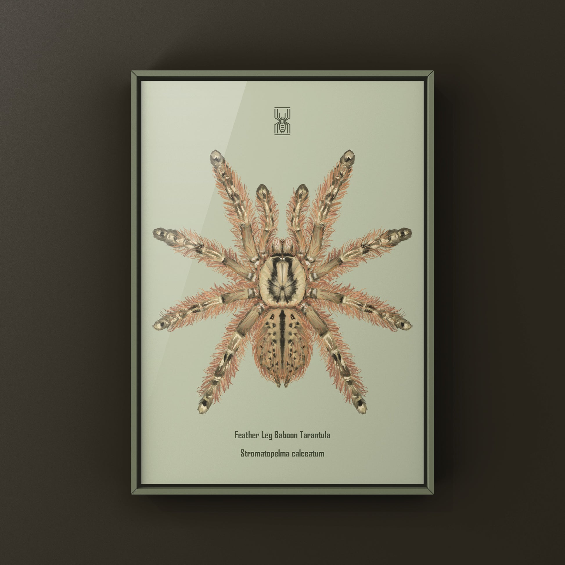 Feather Leg Baboon Tarantula (Stromatopelma calceatum) Photographic Art Print from The Silk Ranch