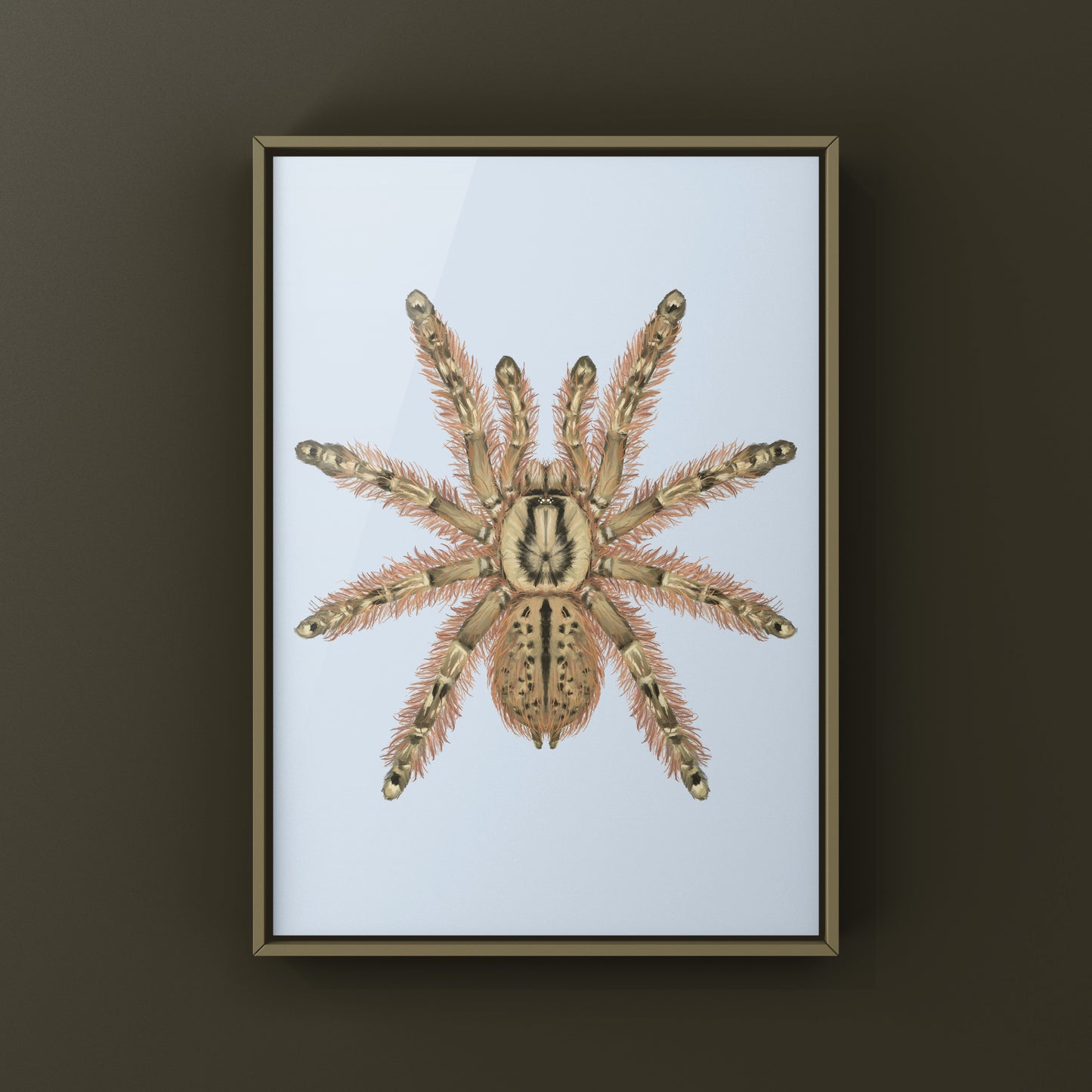 Feather Leg Baboon Tarantula (Stromatopelma calceatum) Photographic Art Print from The Silk Ranch