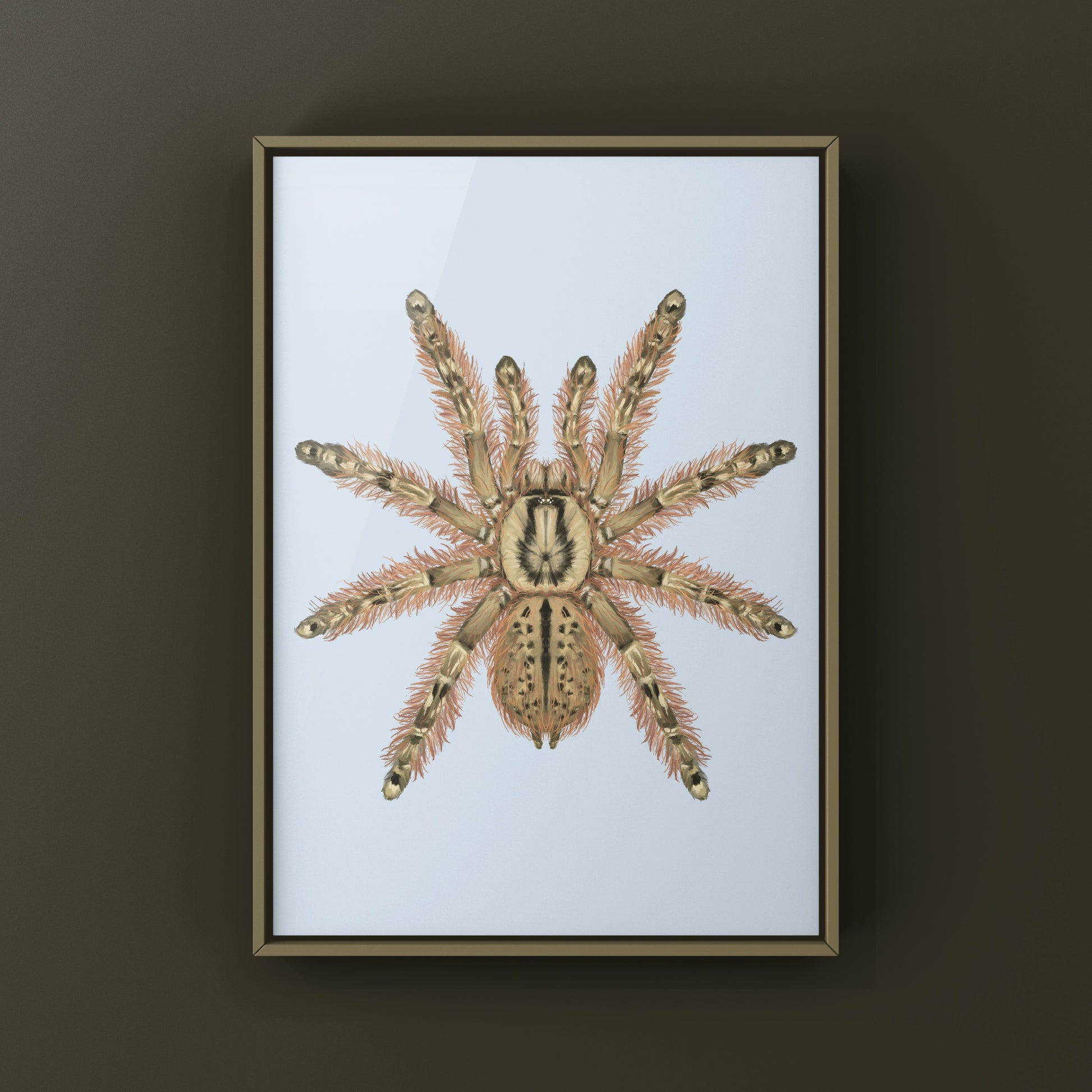 Feather Leg Baboon Tarantula (Stromatopelma calceatum) Photographic Art Print from The Silk Ranch