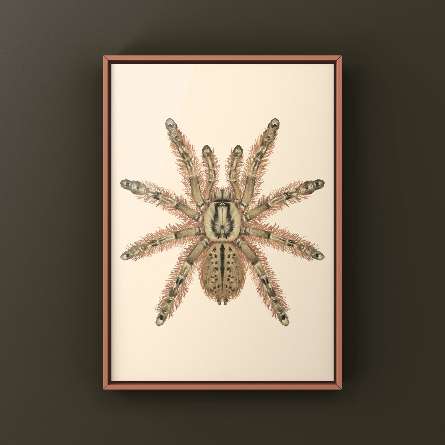 Feather Leg Baboon Tarantula (Stromatopelma calceatum) Photographic Art Print from The Silk Ranch