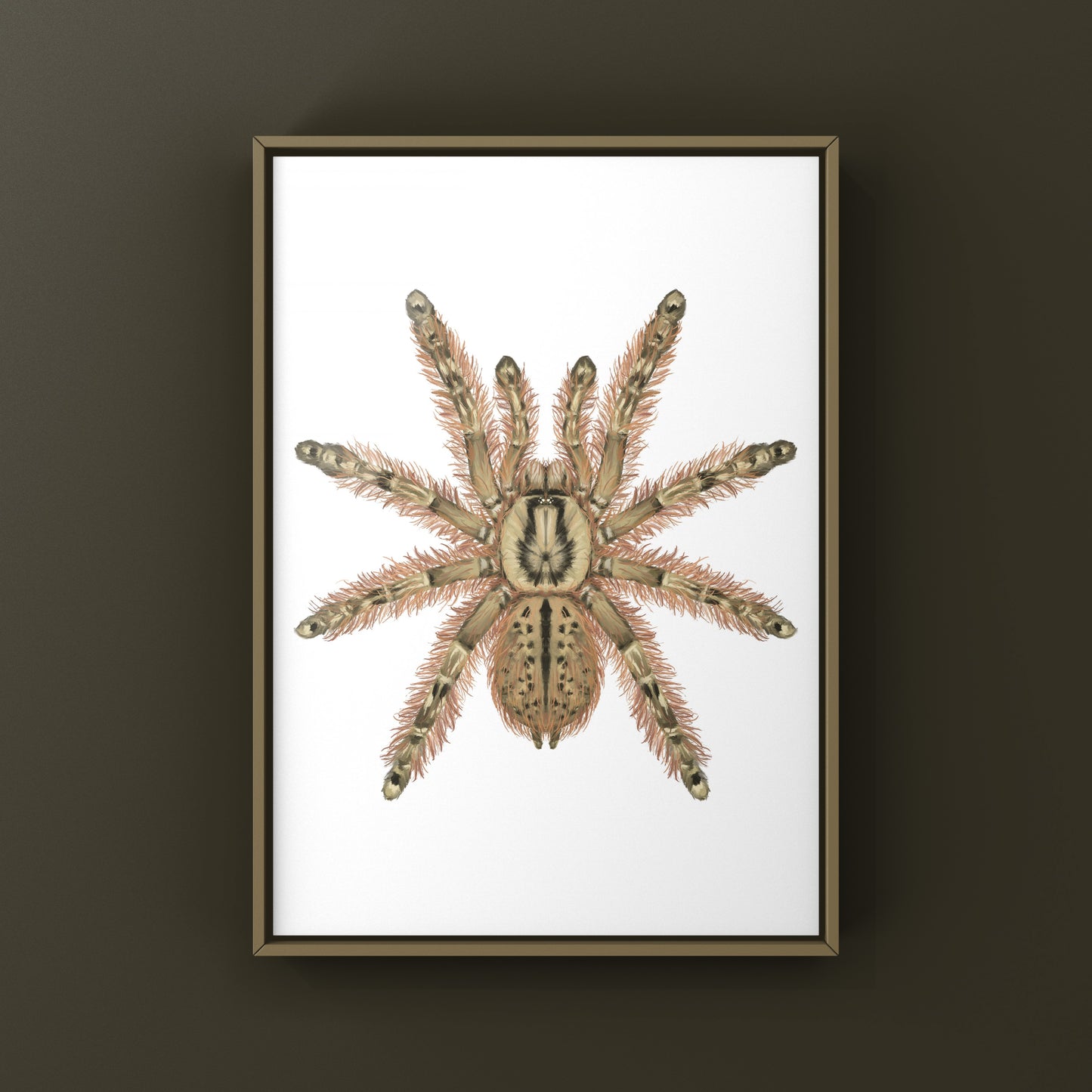 Feather Leg Baboon Tarantula (Stromatopelma calceatum) Photographic Art Print from The Silk Ranch