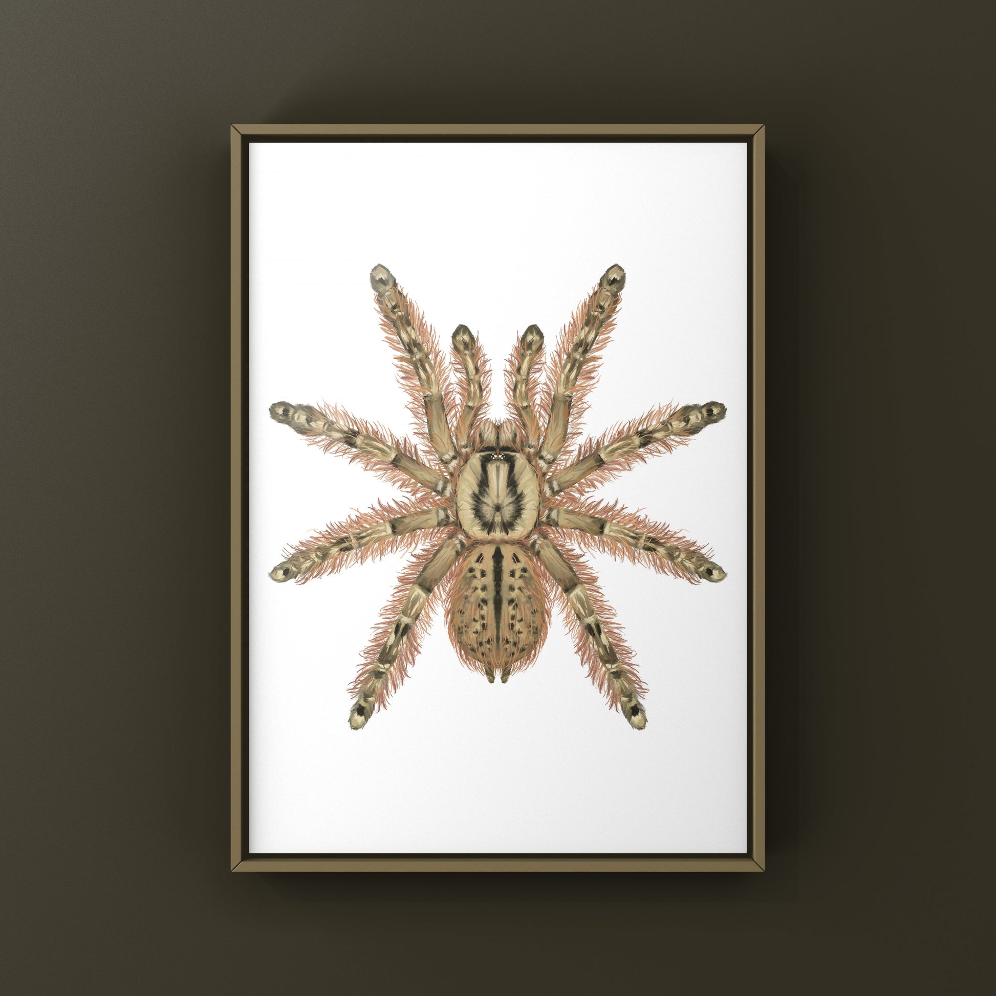 Feather Leg Baboon Tarantula (Stromatopelma calceatum) Photographic Art Print from The Silk Ranch