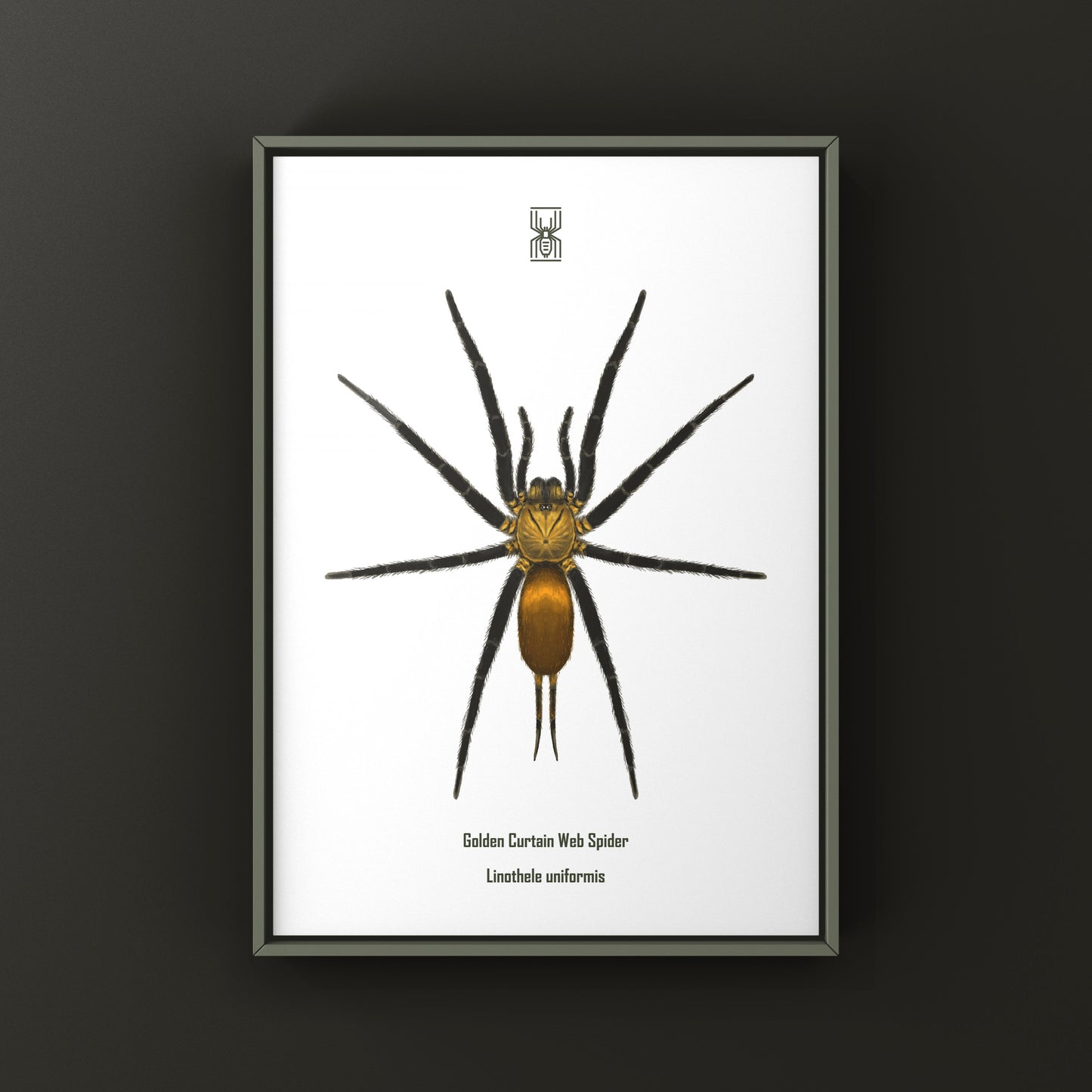 Golden Curtain Web Spider (Linothele uniformis) Photographic Art Print from The Silk Ranch