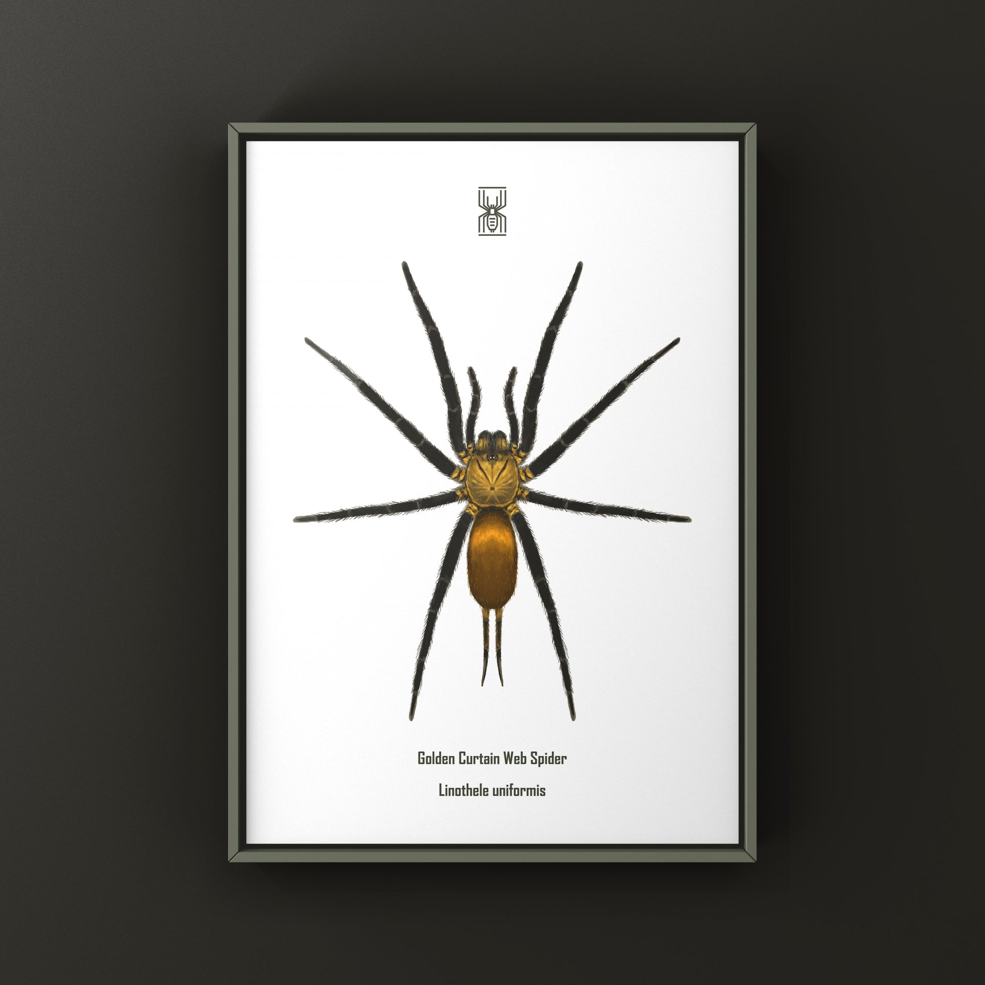 Golden Curtain Web Spider (Linothele uniformis) Photographic Art Print from The Silk Ranch