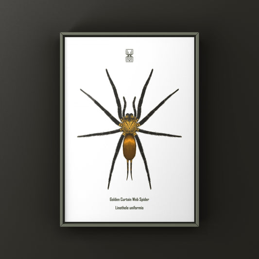 Golden Curtain Web Spider (Linothele uniformis) Photographic Art Print from The Silk Ranch