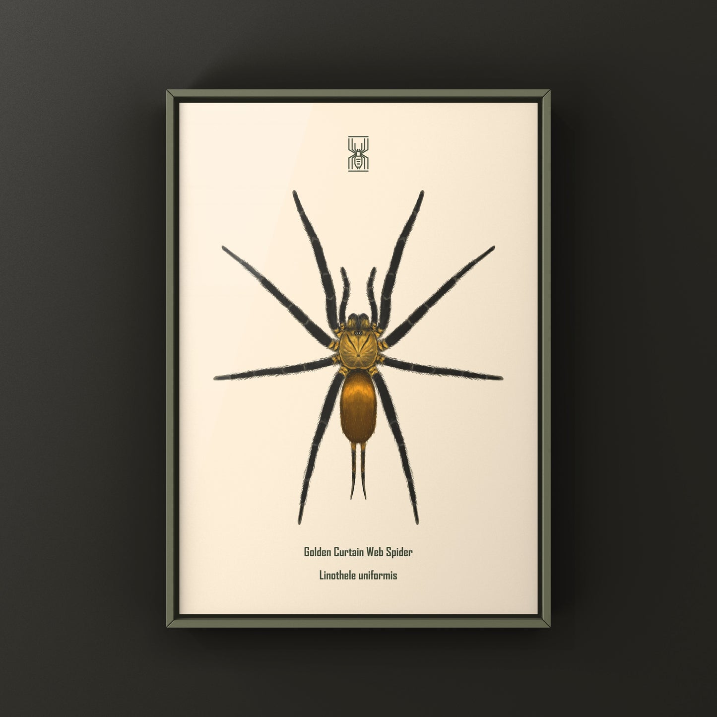 Golden Curtain Web Spider (Linothele uniformis) Photographic Art Print from The Silk Ranch