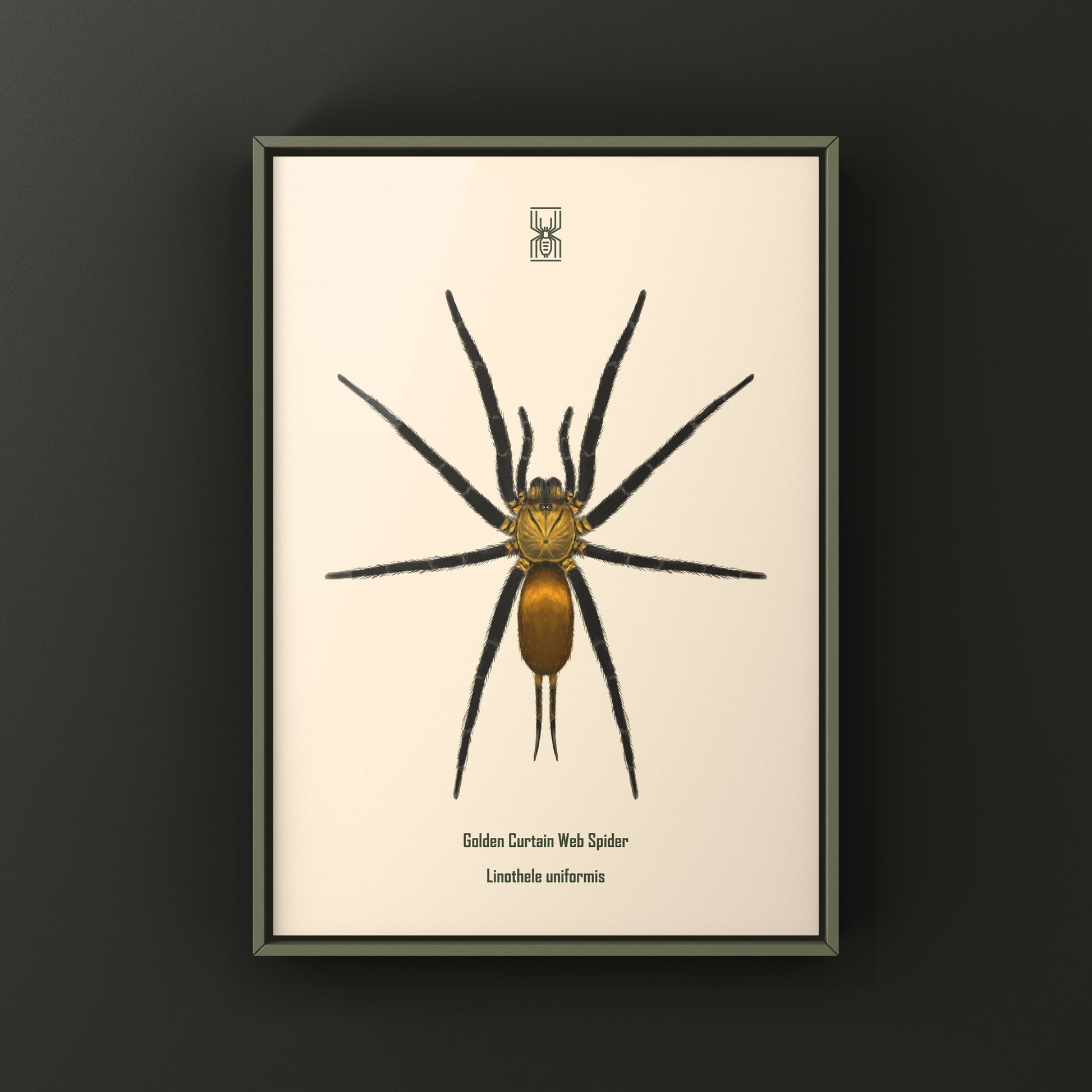 Golden Curtain Web Spider (Linothele uniformis) Photographic Art Print from The Silk Ranch