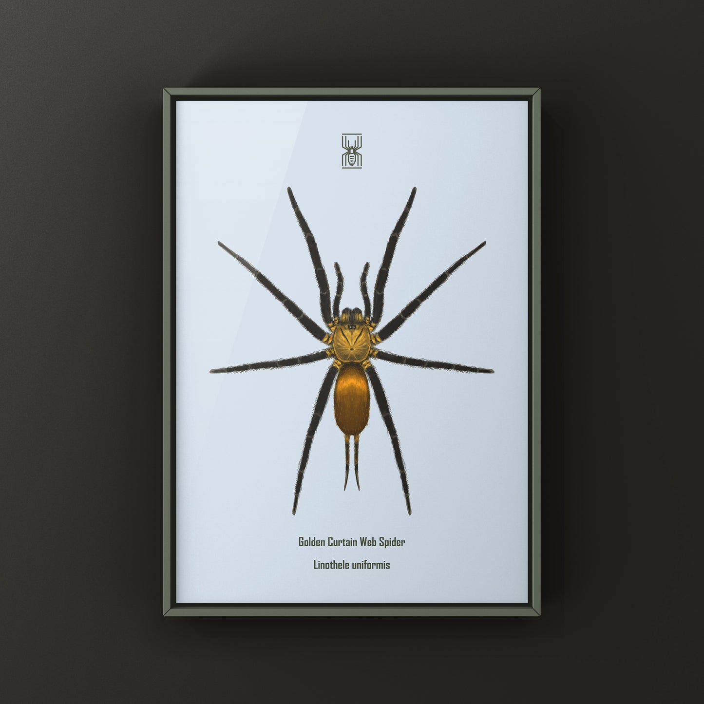 Golden Curtain Web Spider (Linothele uniformis) Photographic Art Print from The Silk Ranch