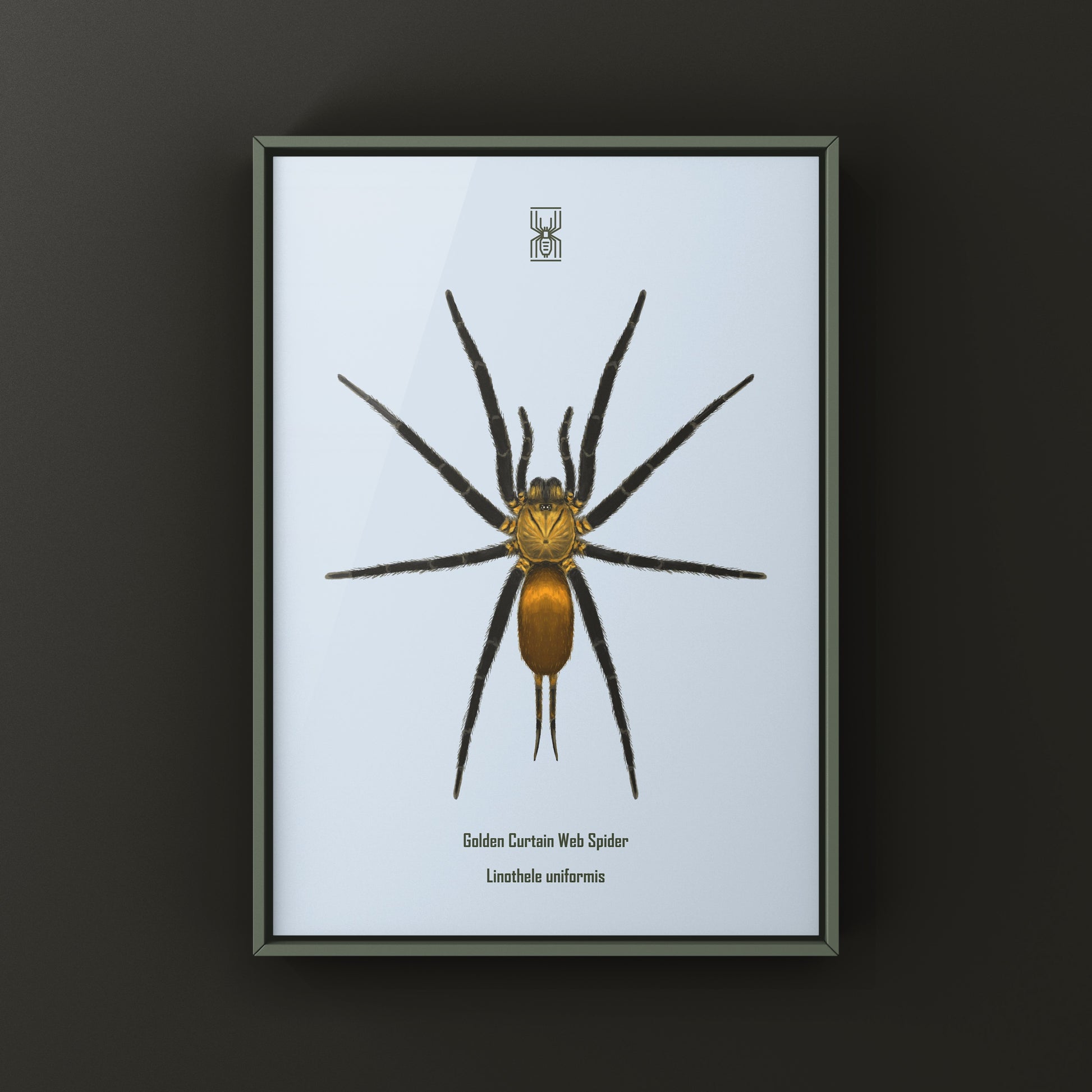 Golden Curtain Web Spider (Linothele uniformis) Photographic Art Print from The Silk Ranch