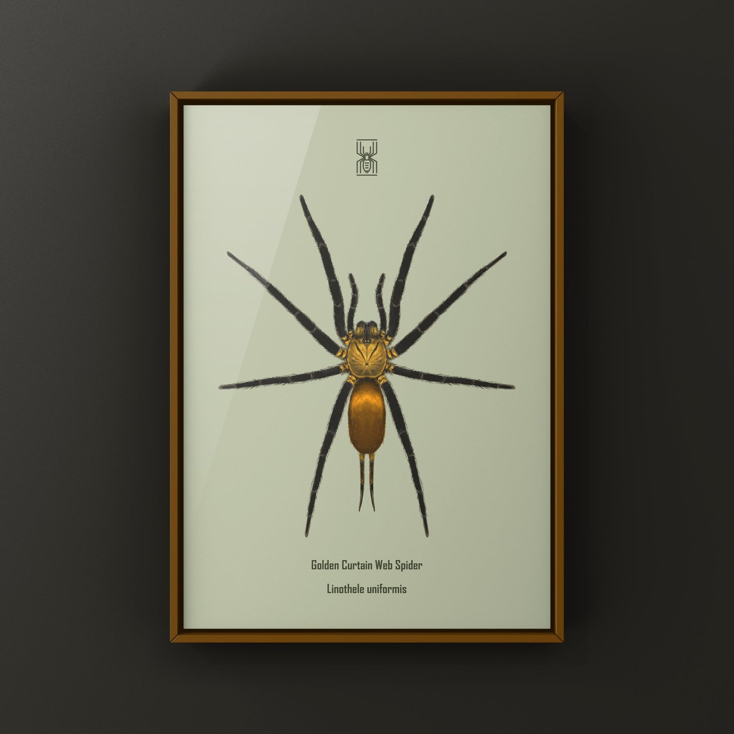 Golden Curtain Web Spider (Linothele uniformis) Photographic Art Print from The Silk Ranch