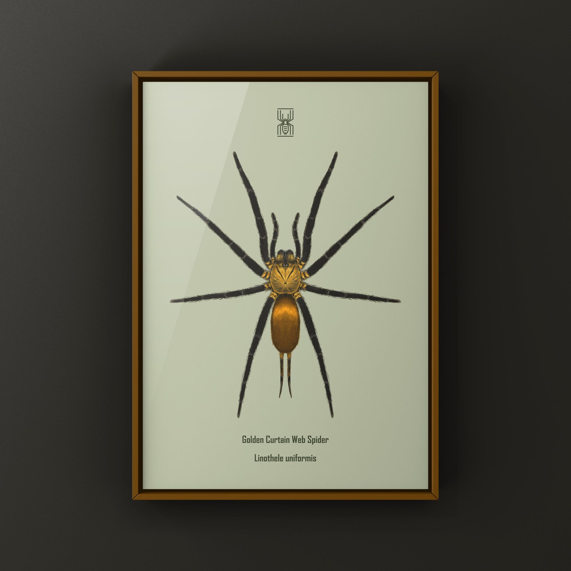 Golden Curtain Web Spider (Linothele uniformis) Photographic Art Print from The Silk Ranch