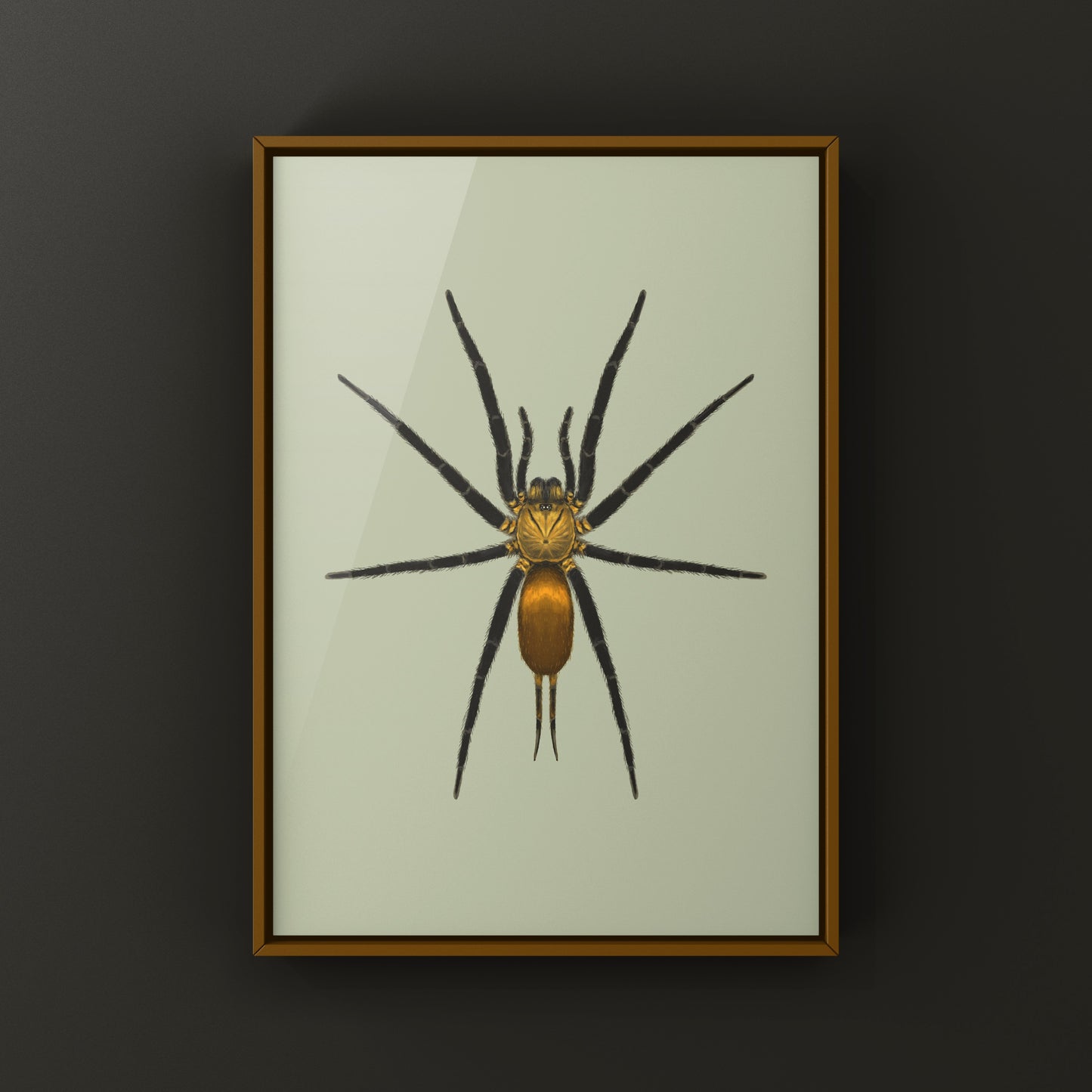 Golden Curtain Web Spider (Linothele uniformis) Photographic Art Print from The Silk Ranch