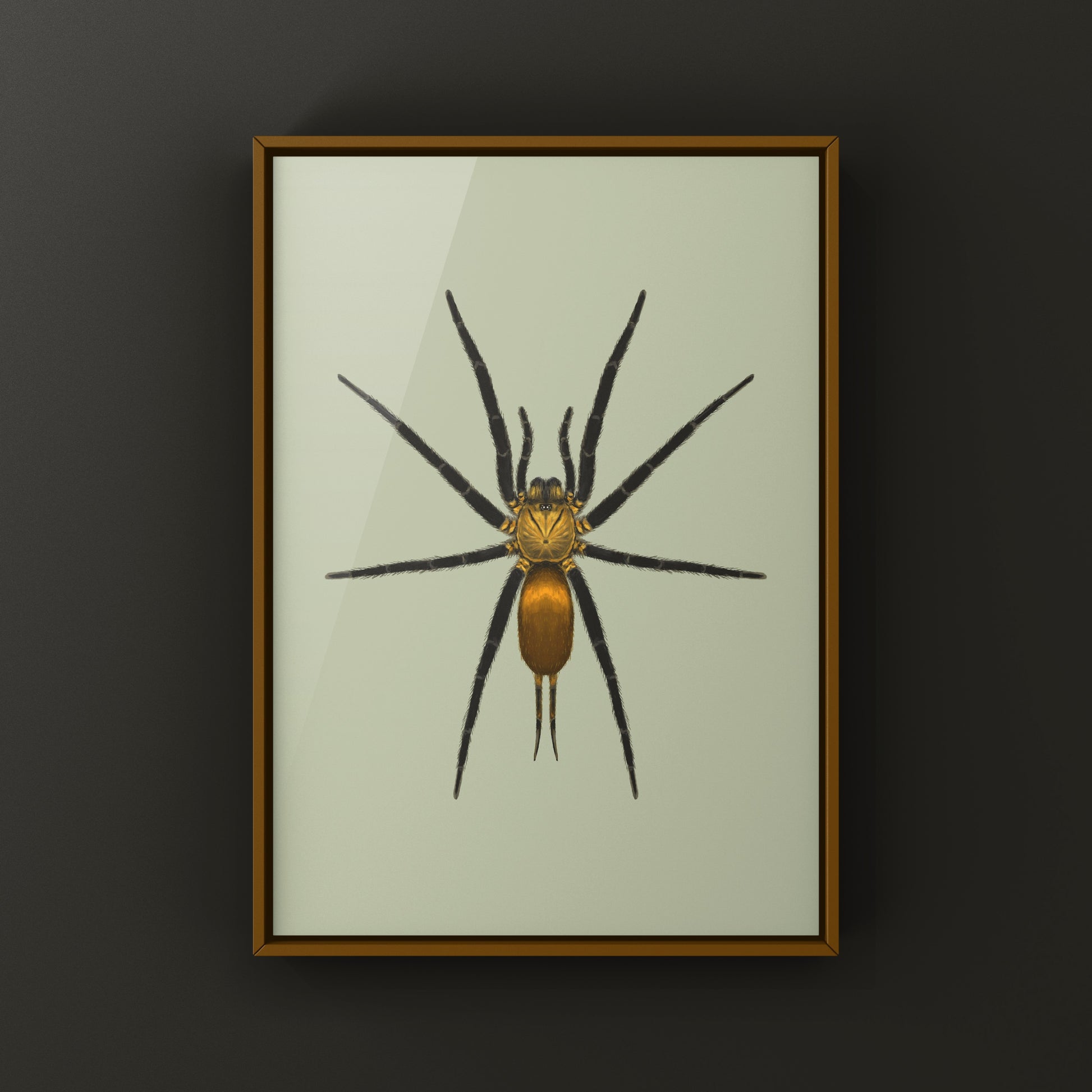 Golden Curtain Web Spider (Linothele uniformis) Photographic Art Print from The Silk Ranch