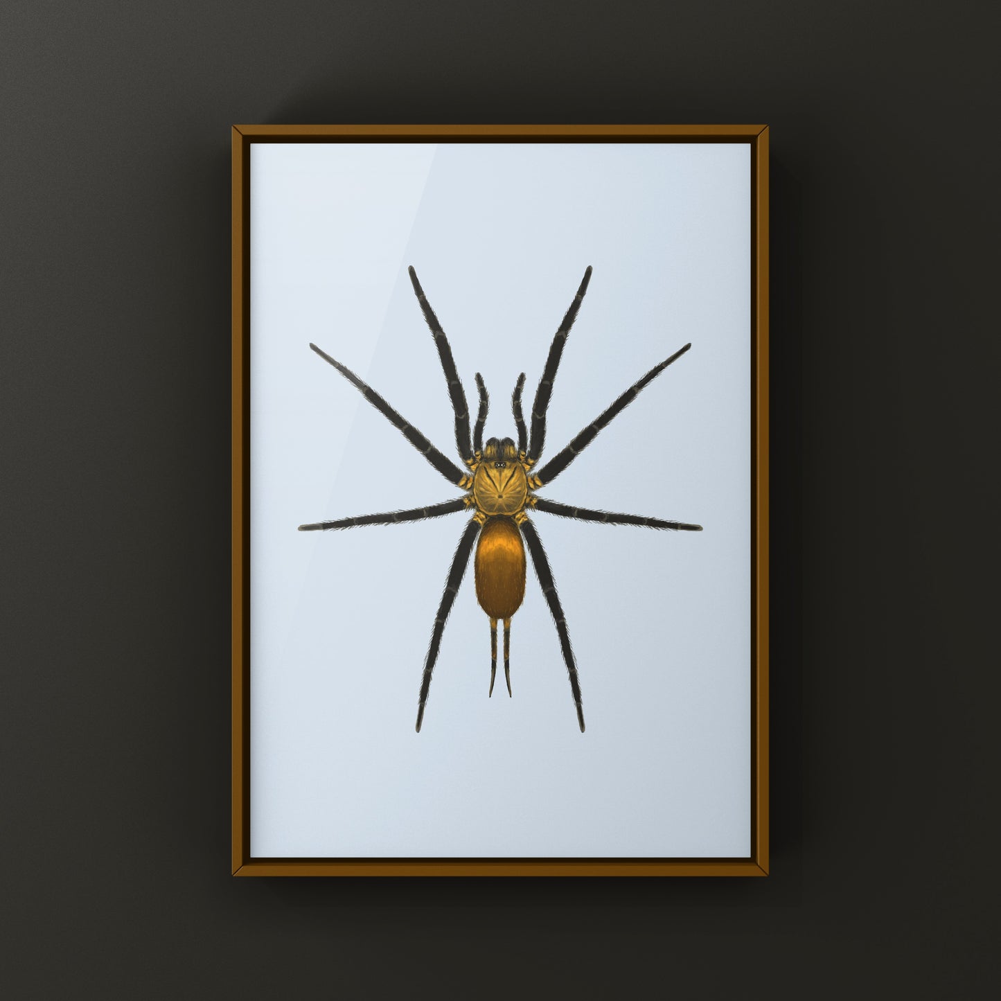 Golden Curtain Web Spider (Linothele uniformis) Photographic Art Print from The Silk Ranch