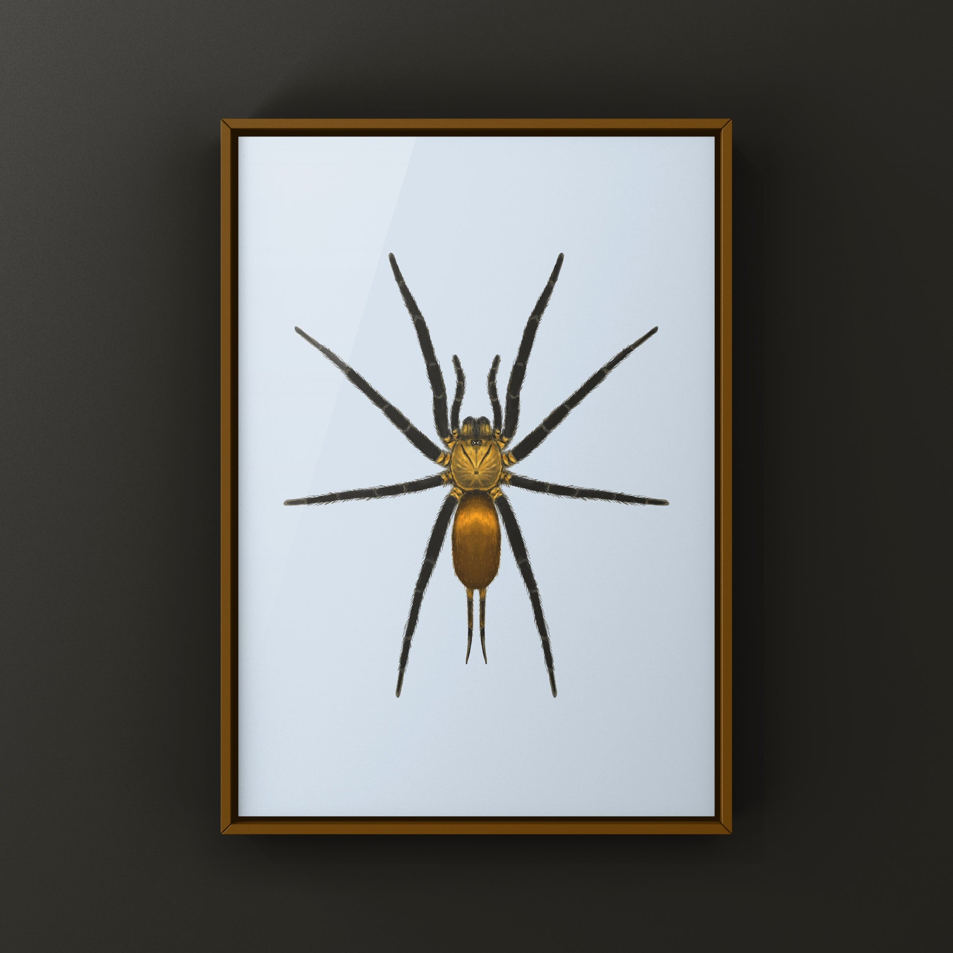 Golden Curtain Web Spider (Linothele uniformis) Photographic Art Print from The Silk Ranch