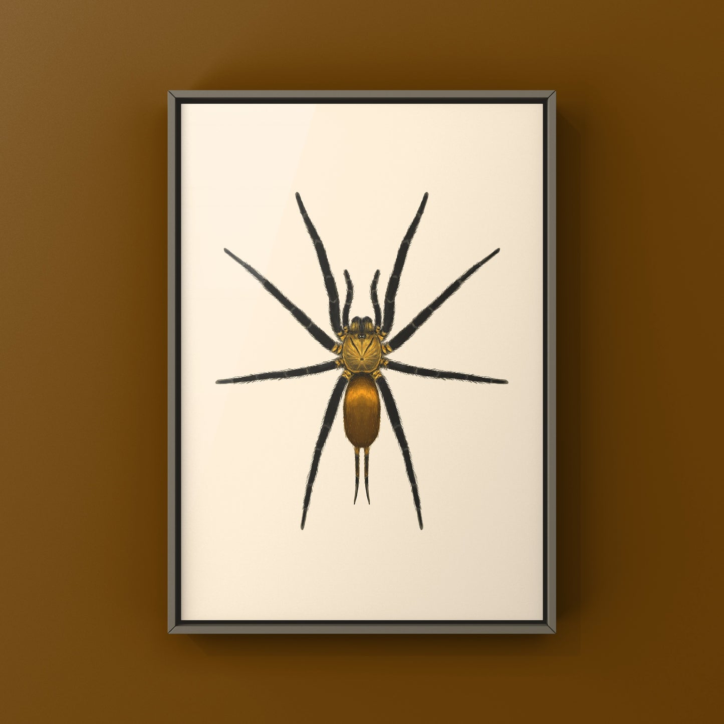 Golden Curtain Web Spider (Linothele uniformis) Photographic Art Print from The Silk Ranch