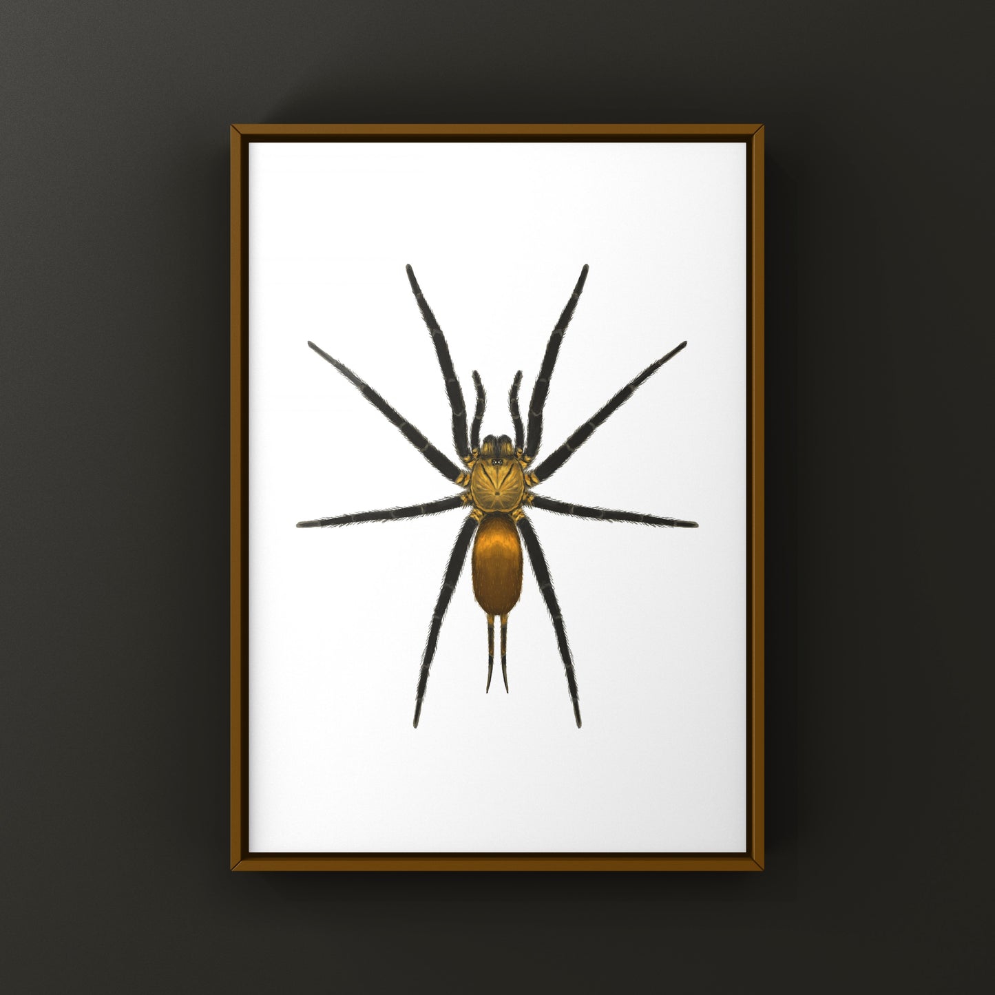 Golden Curtain Web Spider (Linothele uniformis) Photographic Art Print from The Silk Ranch