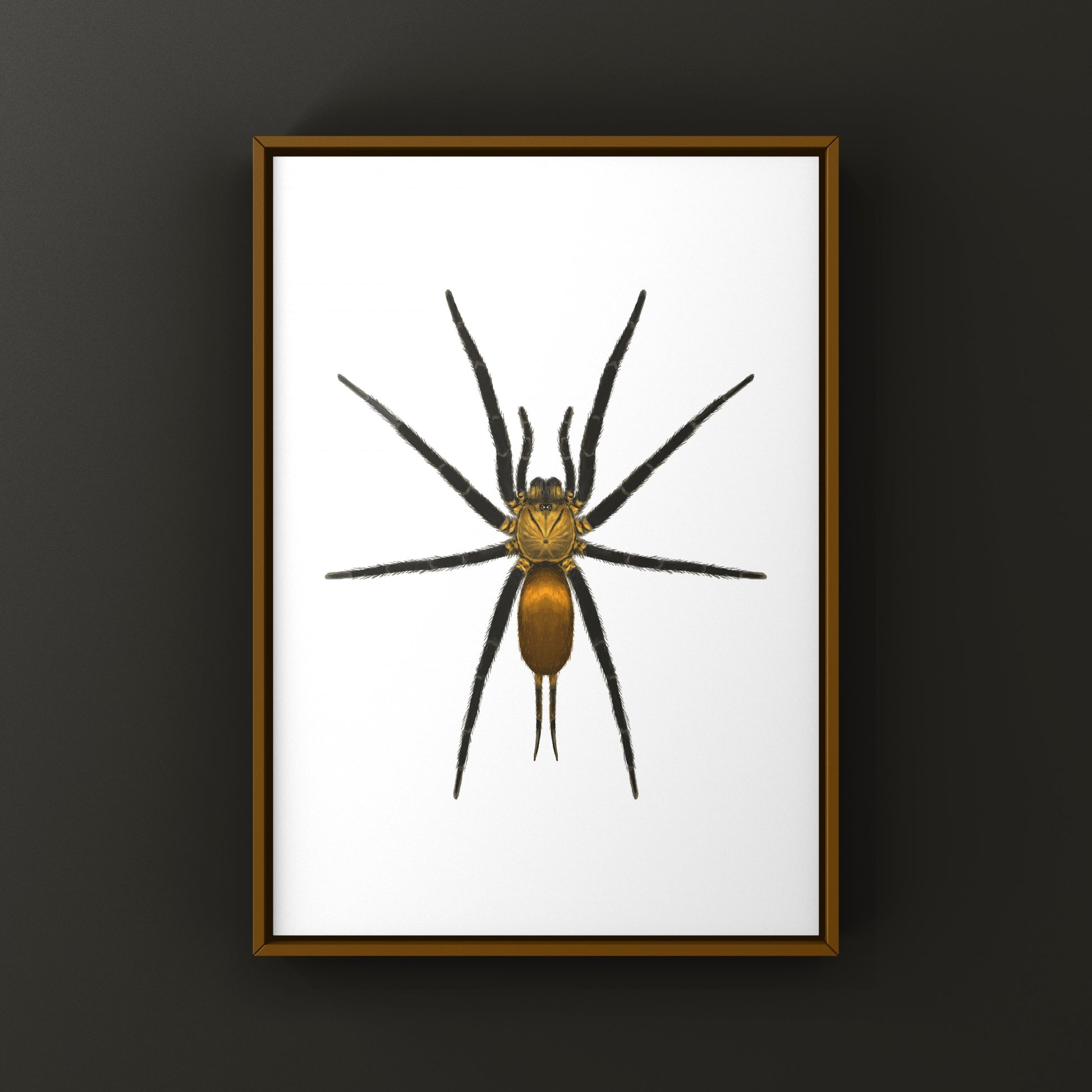 Golden Curtain Web Spider (Linothele uniformis) Photographic Art Print from The Silk Ranch