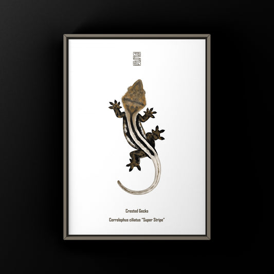 Super Stripe Crested Gecko Photographic Art Print from The Silk Ranch