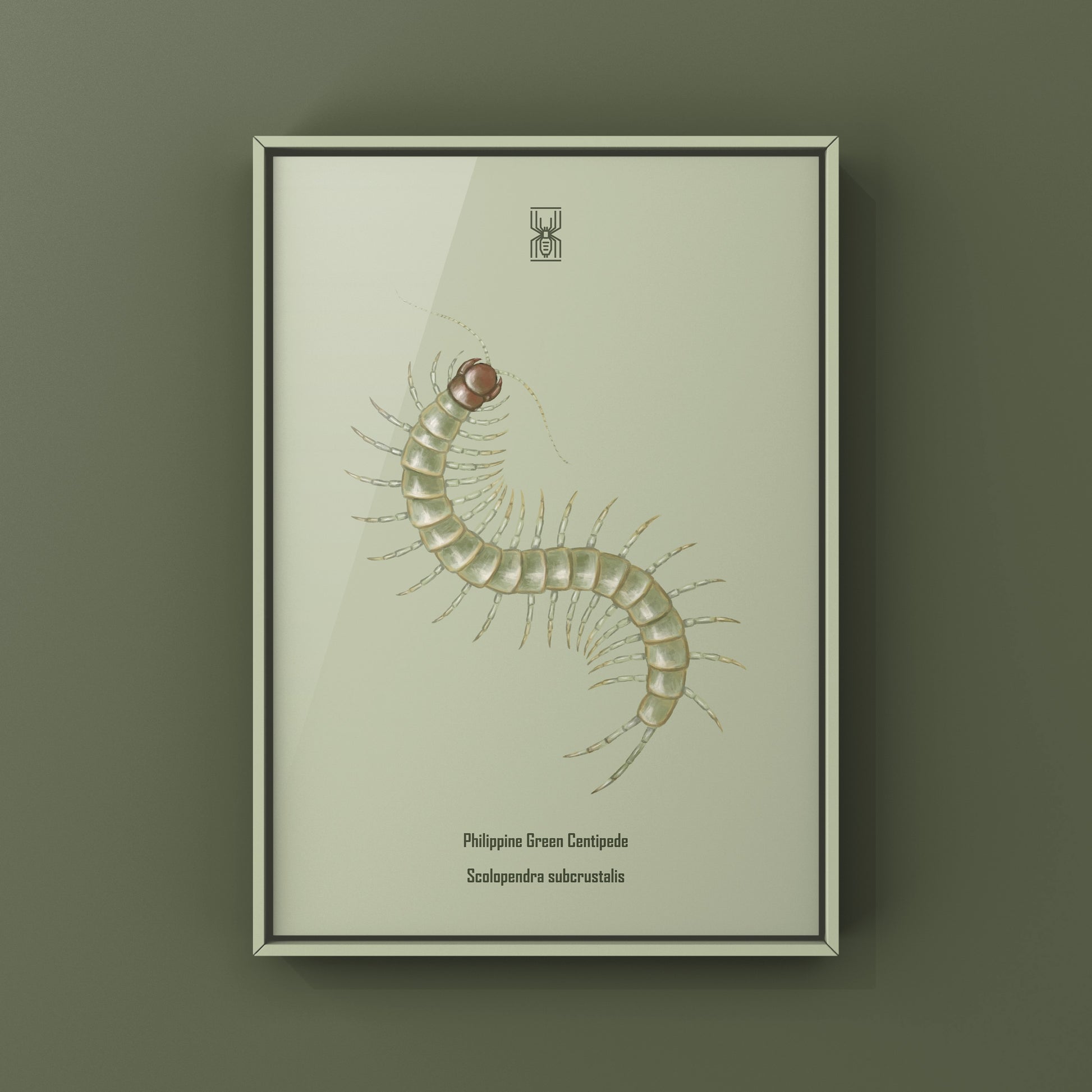 Philippine Green Centipede (Scolopendra subcrustalis) Photographic Art Print from The Silk Ranch