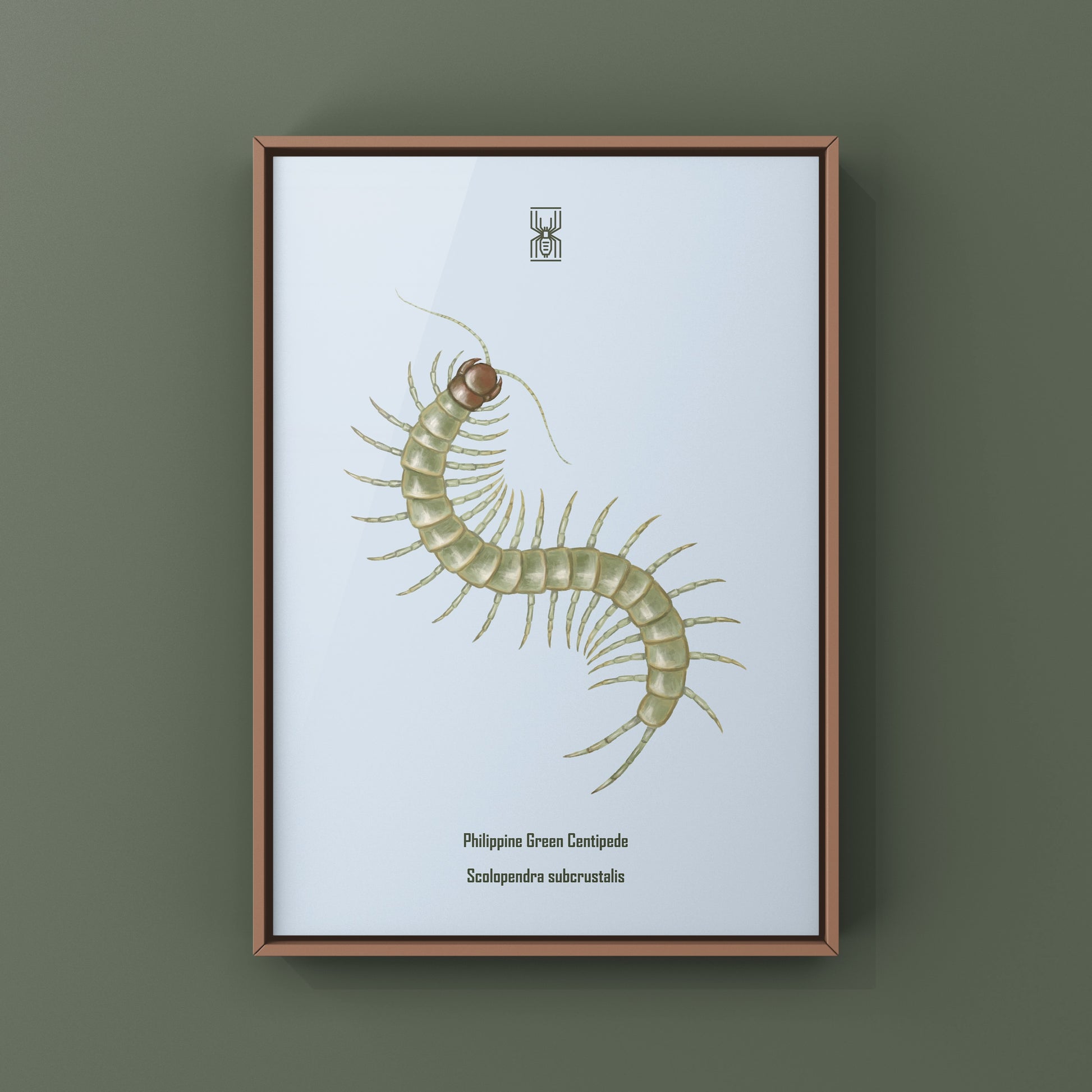 Philippine Green Centipede (Scolopendra subcrustalis) Photographic Art Print from The Silk Ranch