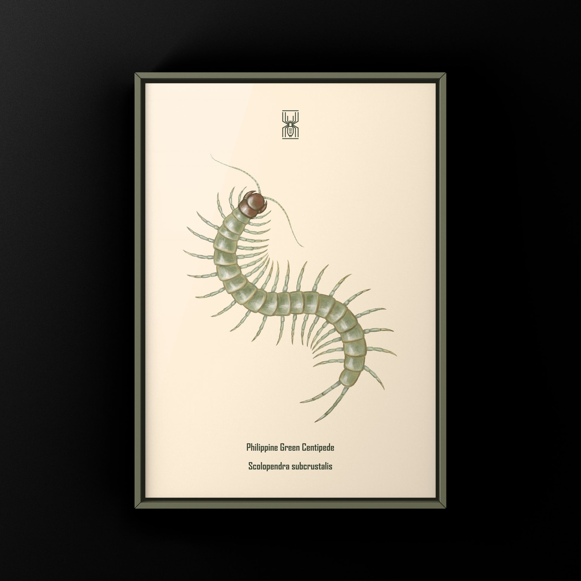 Philippine Green Centipede (Scolopendra subcrustalis) Photographic Art Print from The Silk Ranch