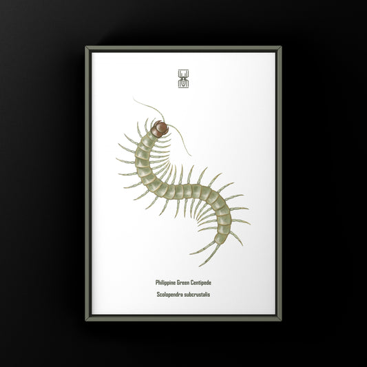 Philippine Green Centipede (Scolopendra subcrustalis) Photographic Art Print from The Silk Ranch
