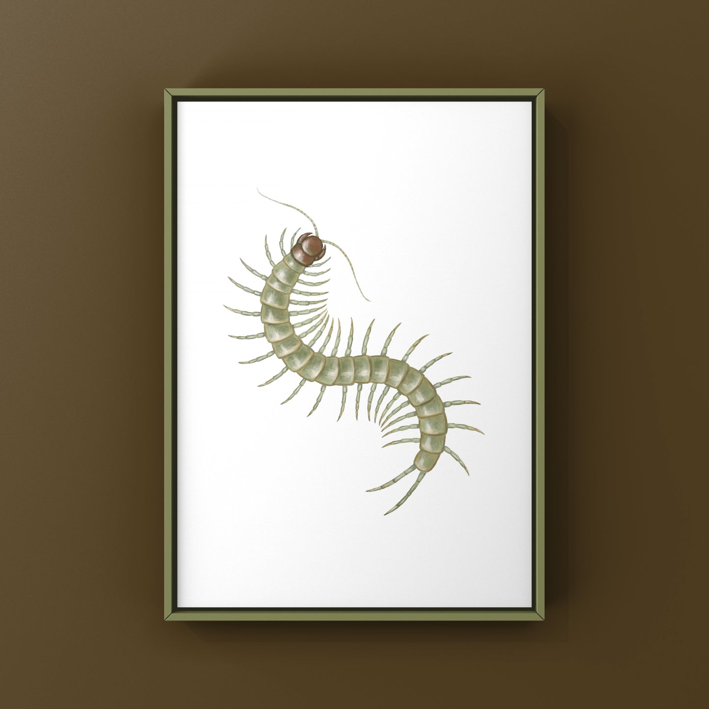 Philippine Green Centipede (Scolopendra subcrustalis) Photographic Art Print from The Silk Ranch