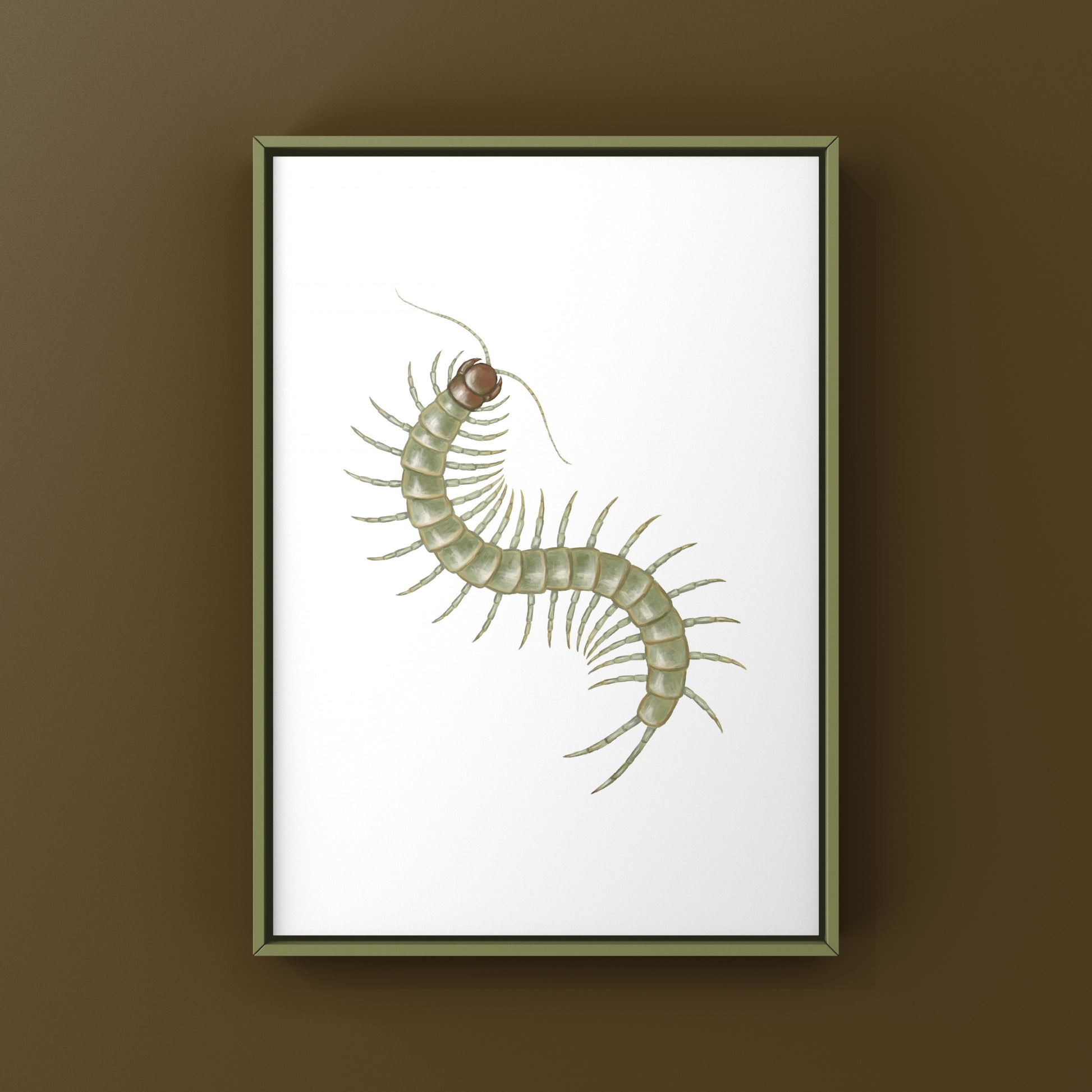 Philippine Green Centipede (Scolopendra subcrustalis) Photographic Art Print from The Silk Ranch