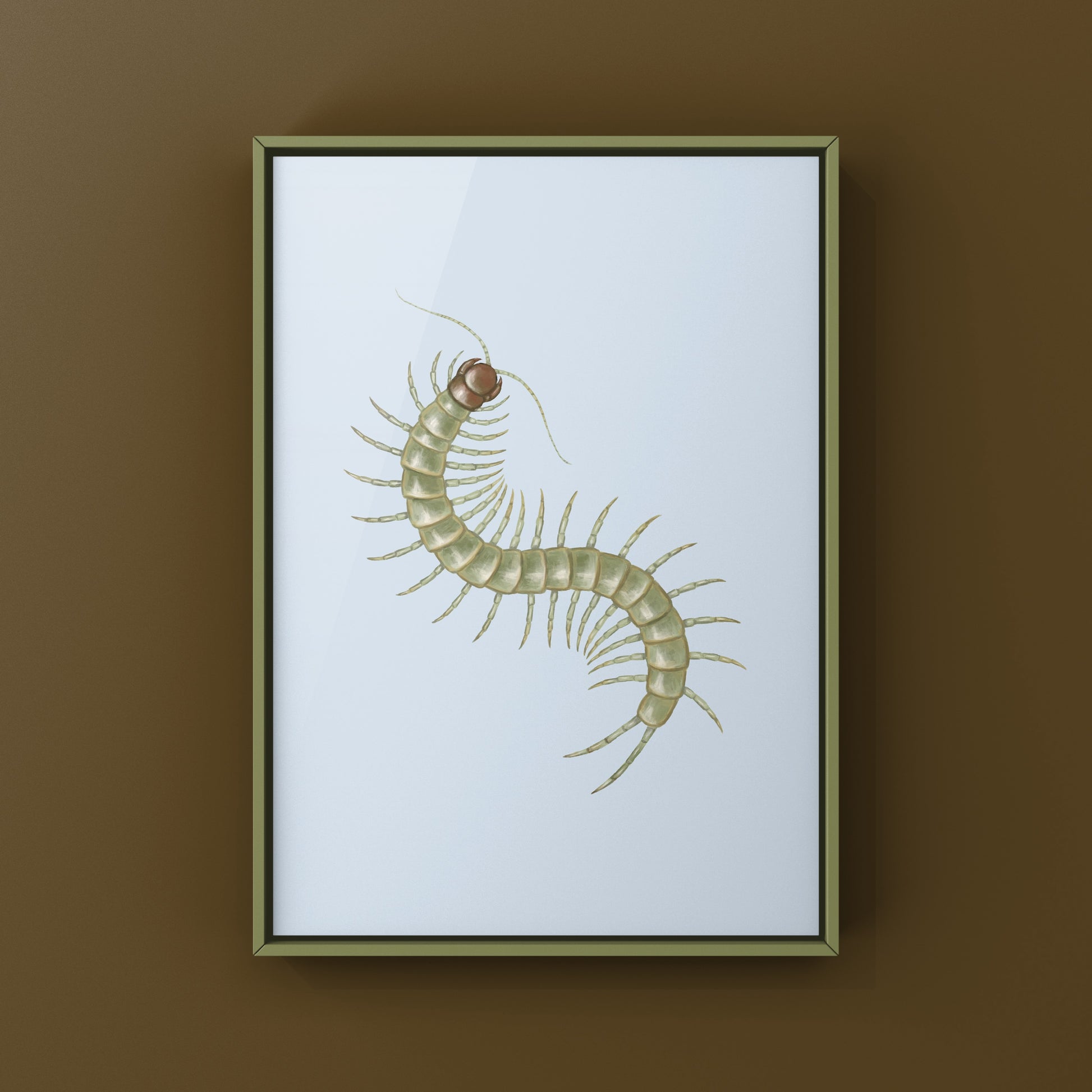 Philippine Green Centipede (Scolopendra subcrustalis) Photographic Art Print from The Silk Ranch
