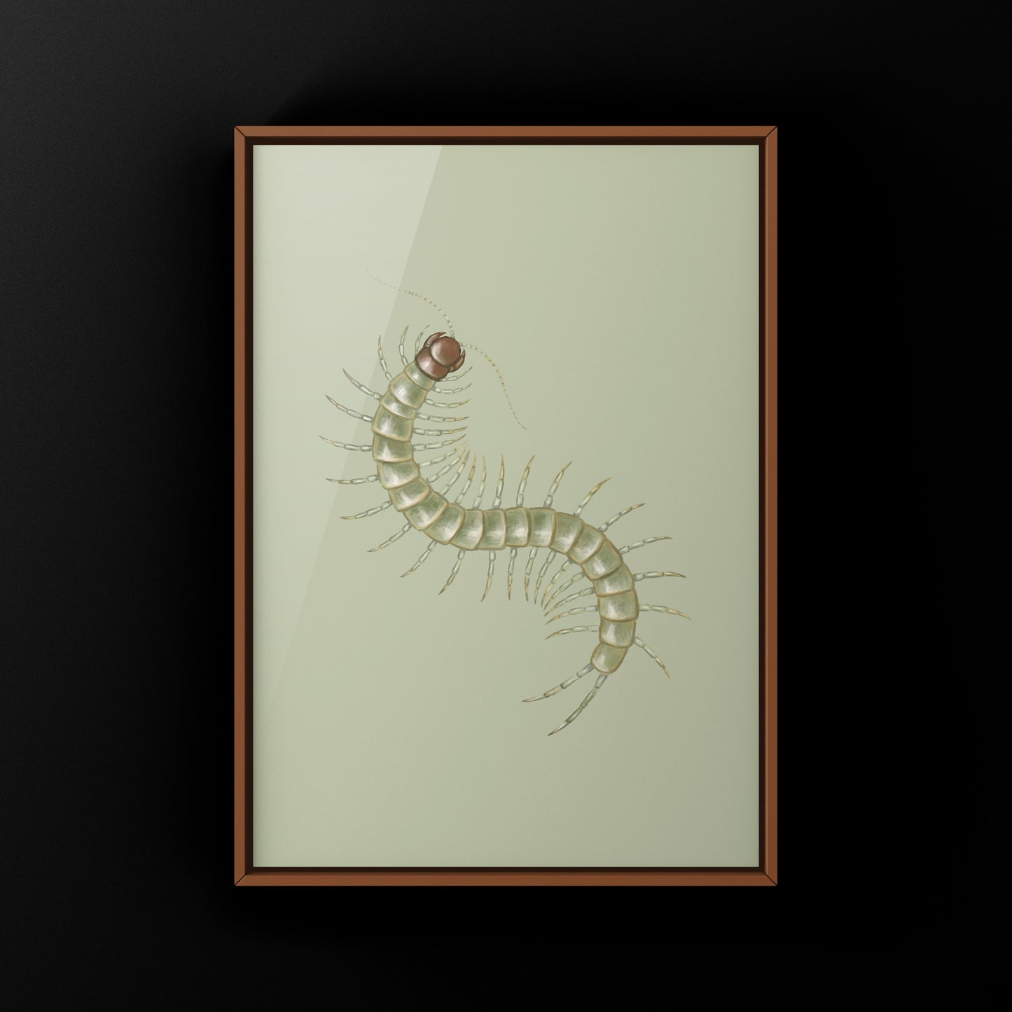 Philippine Green Centipede (Scolopendra subcrustalis) Photographic Art Print from The Silk Ranch