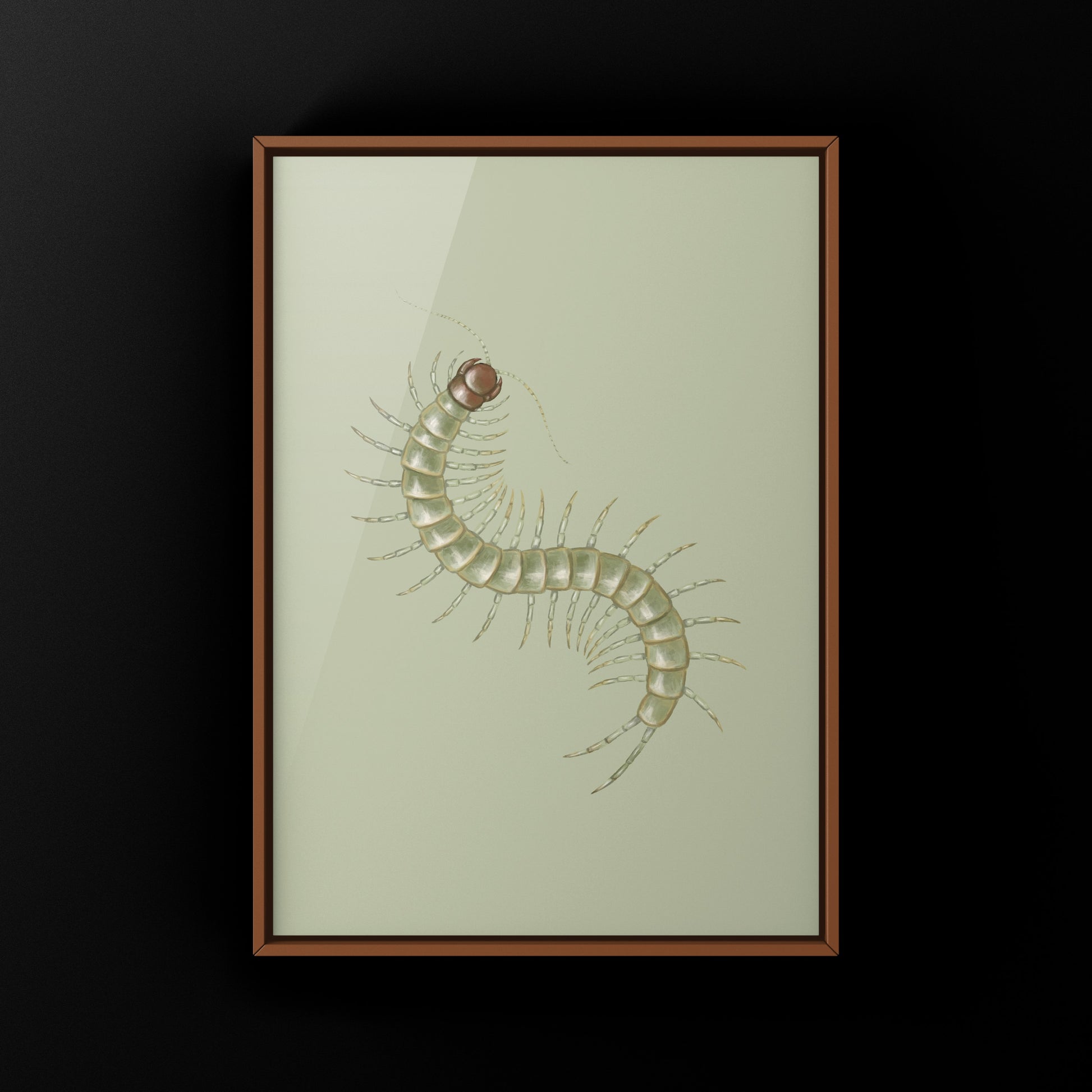 Philippine Green Centipede (Scolopendra subcrustalis) Photographic Art Print from The Silk Ranch