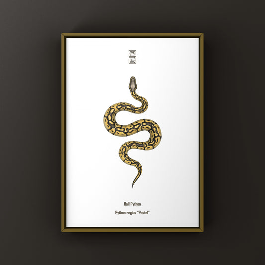Pastel Ball Python Art Print from The Silk Ranch