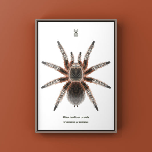 Chilean Lava Cream Tarantula (Grammostola sp. Concepcion) Photographic Art Print from The Silk Ranch
