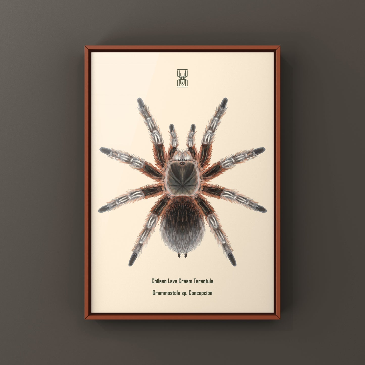 Chilean Lava Cream Tarantula (Grammostola sp. Concepcion) Photographic Art Print from The Silk Ranch