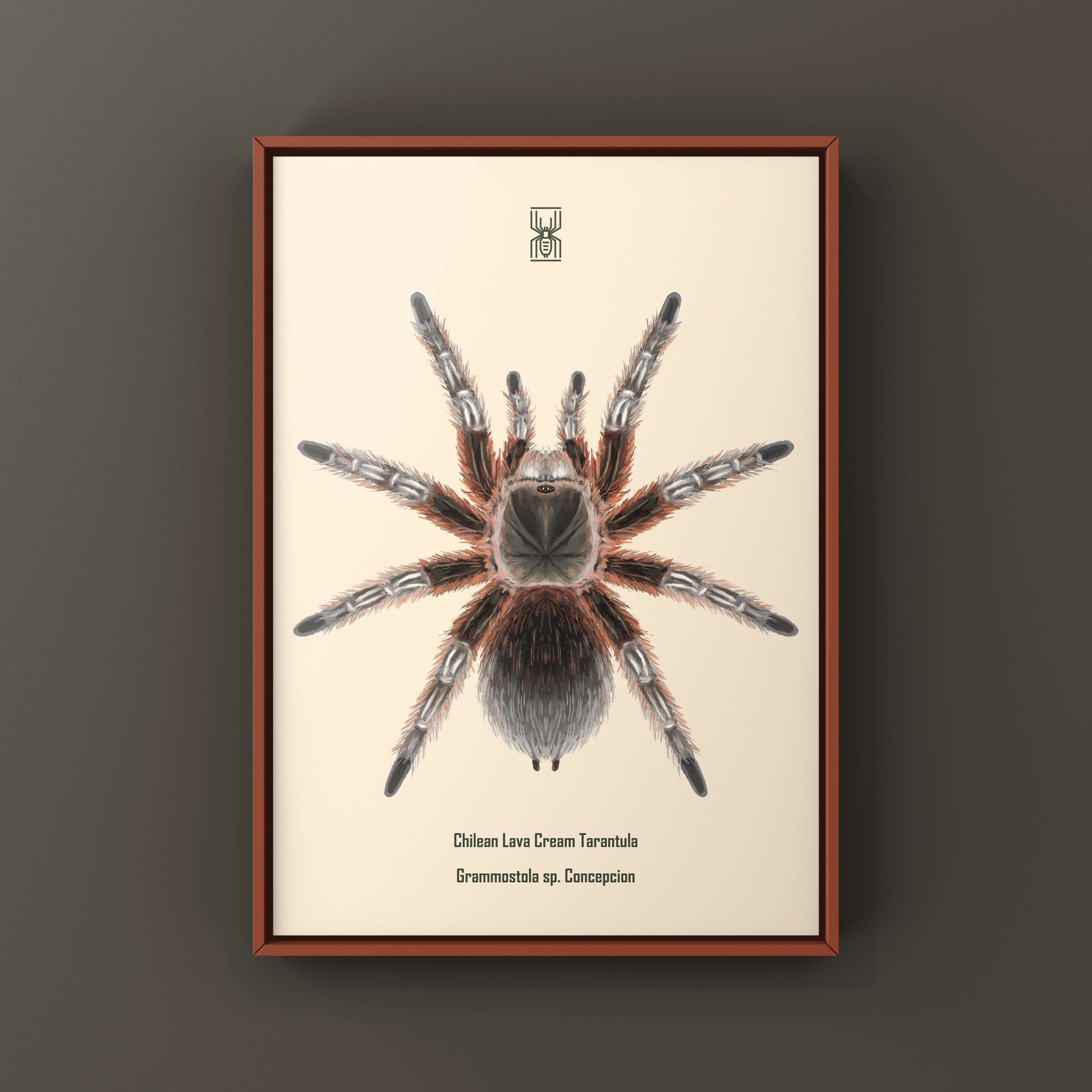 Chilean Lava Cream Tarantula (Grammostola sp. Concepcion) Photographic Art Print from The Silk Ranch