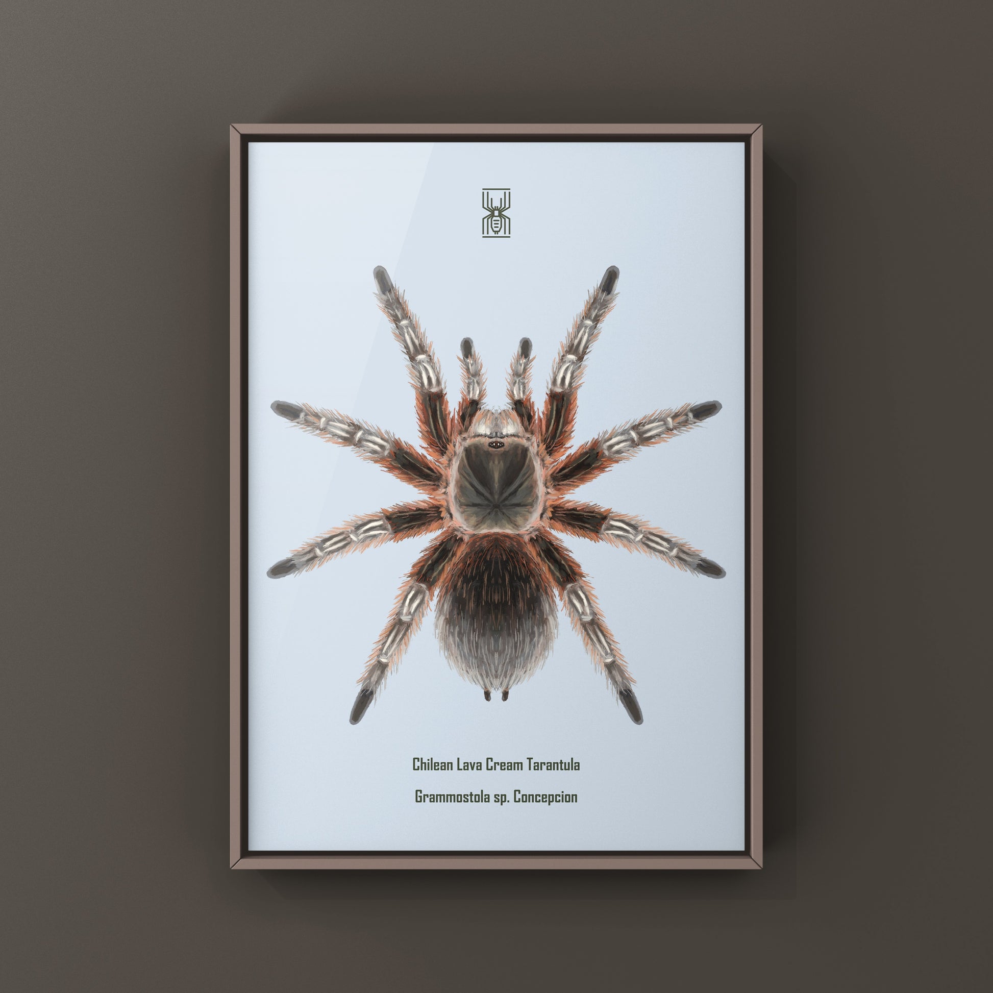 Chilean Lava Cream Tarantula (Grammostola sp. Concepcion) Photographic Art Print from The Silk Ranch