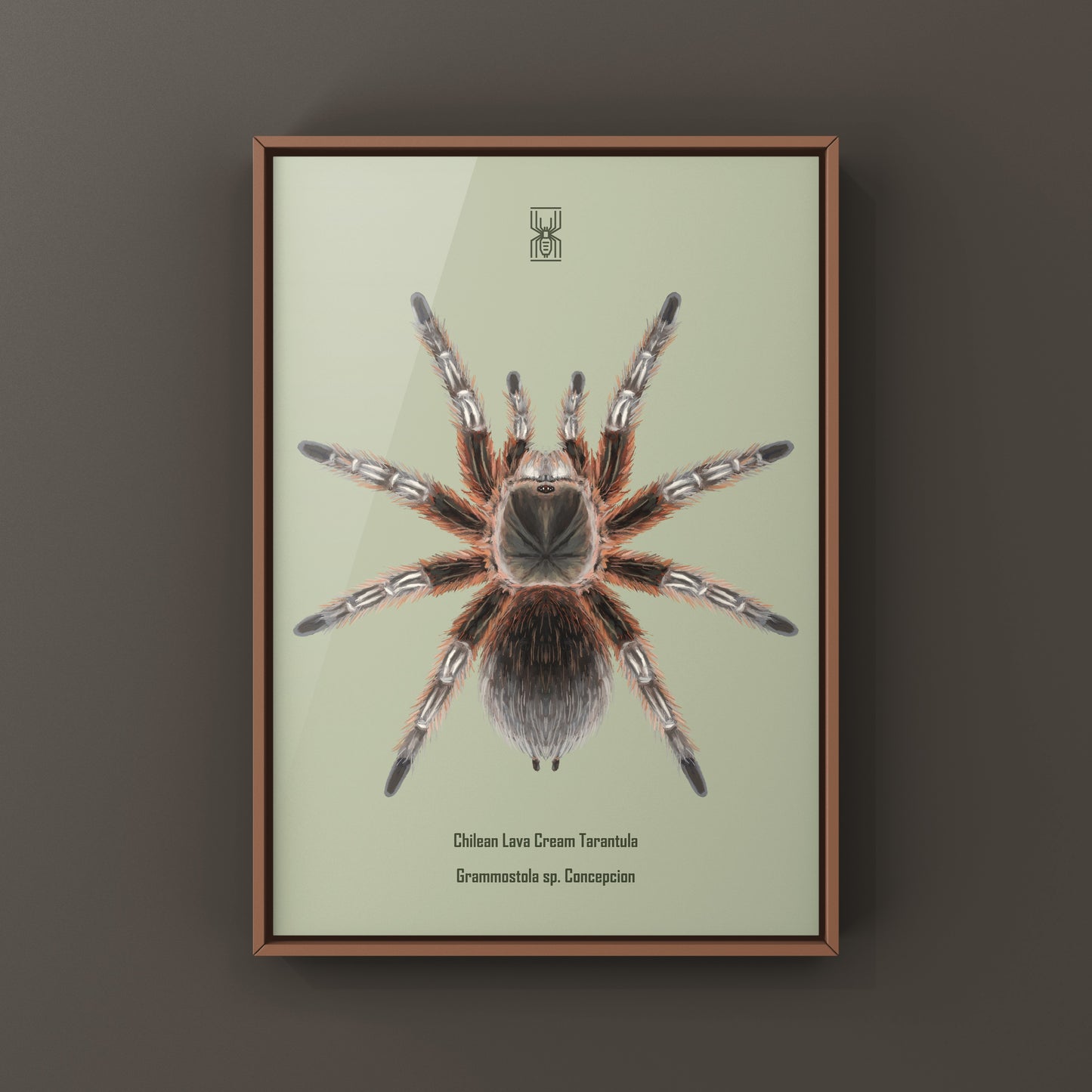 Chilean Lava Cream Tarantula (Grammostola sp. Concepcion) Photographic Art Print from The Silk Ranch
