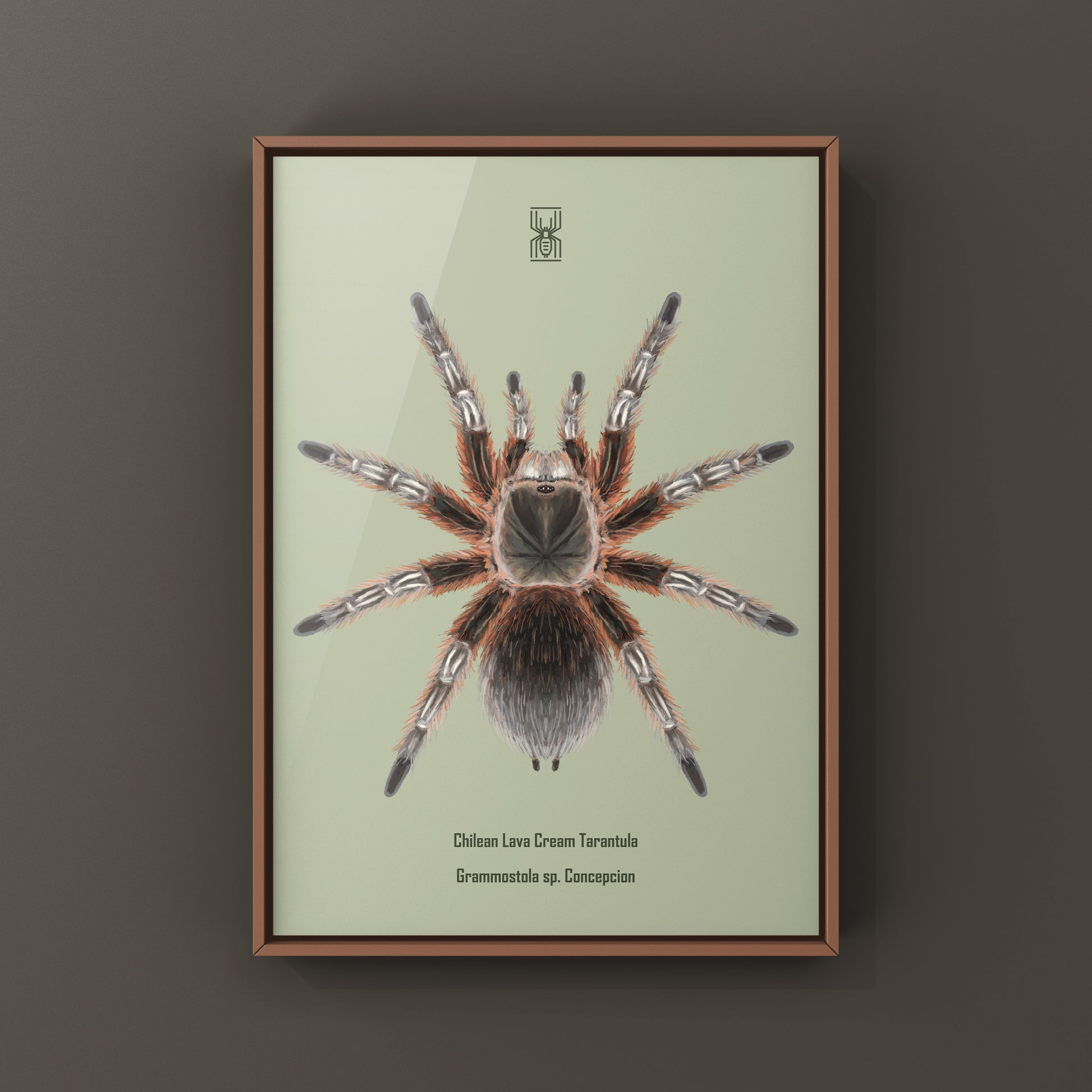 Chilean Lava Cream Tarantula (Grammostola sp. Concepcion) Photographic Art Print from The Silk Ranch